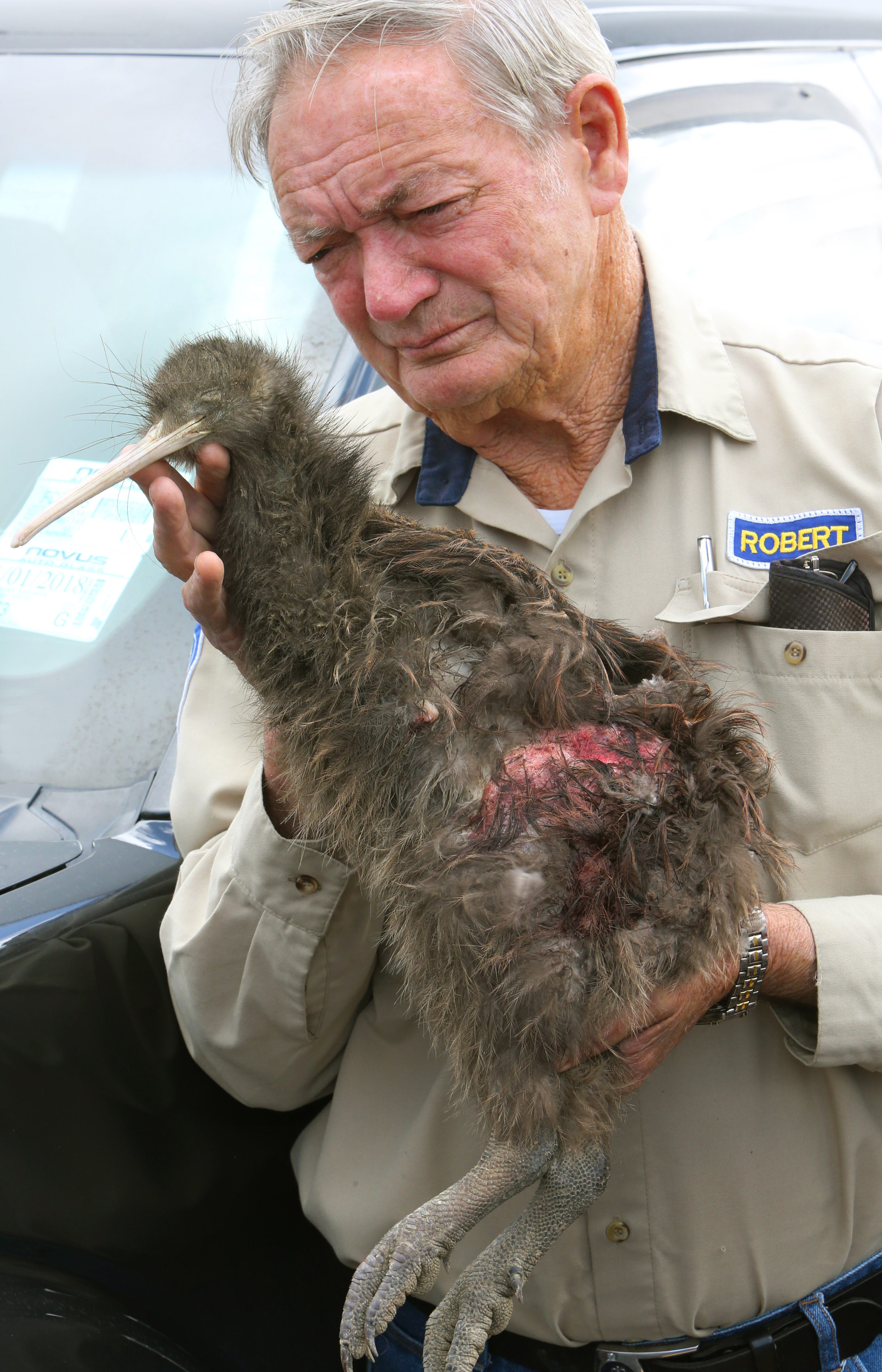 Whangārei Native Bird Recovery Centre's Robert Webb with a dead mature female kiwi which was savaged by a dog in September 2017