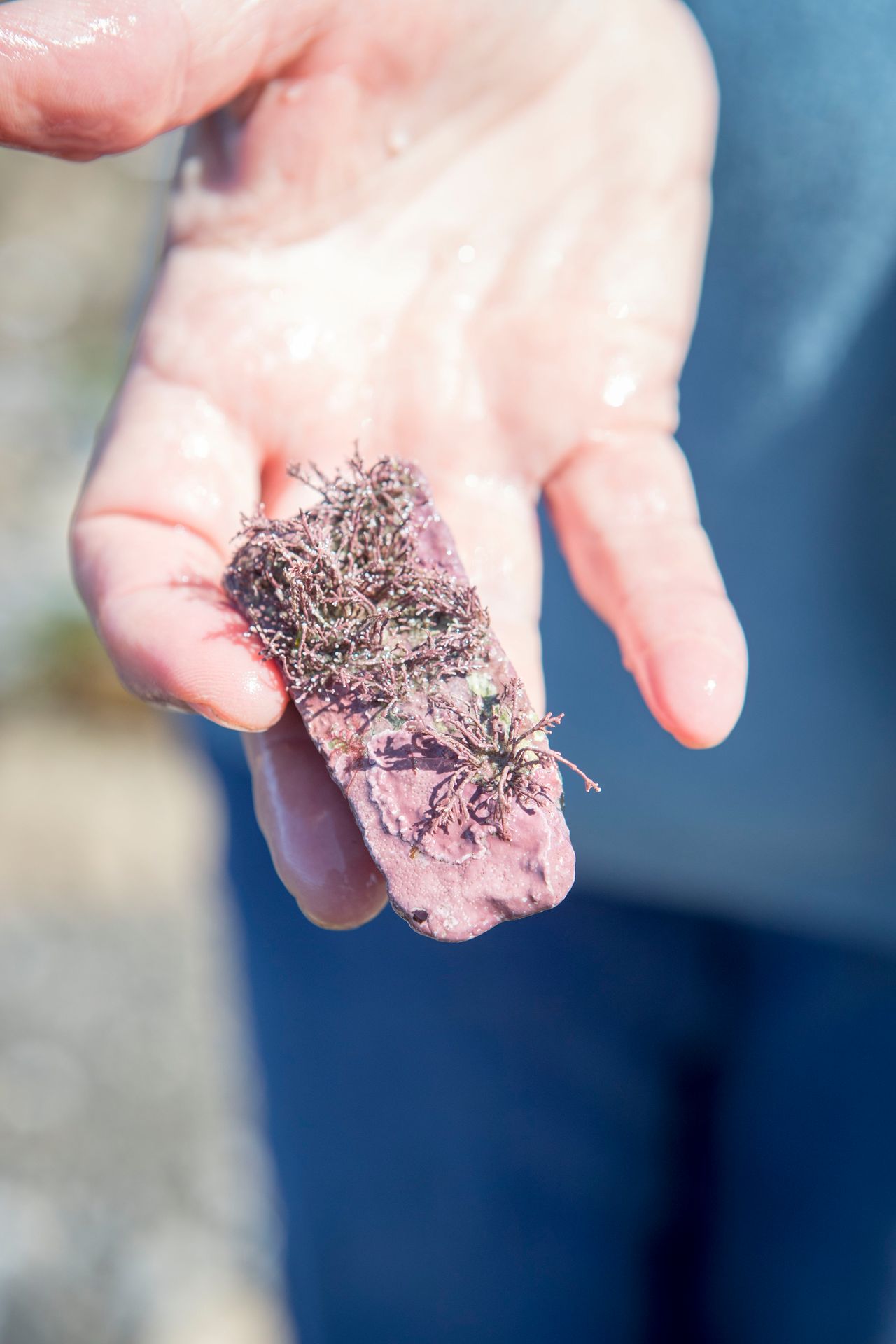 The pink on this rock is created by a variety of seaweeds called corraline algae - red algae that have calcified. Photo / Nicola Edmonds
