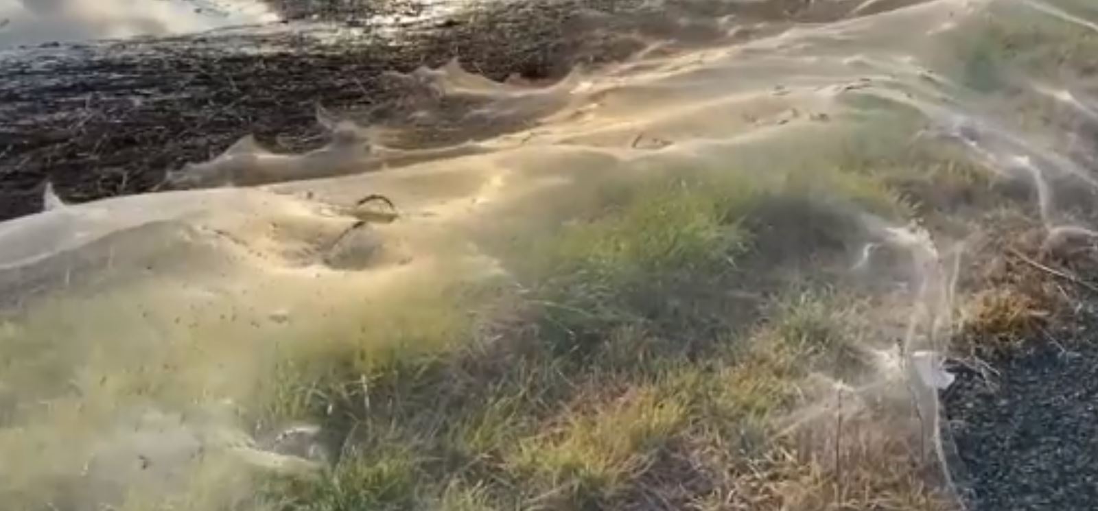 They look like waves': spider webs blanket Gippsland after Victorian floods, Australia weather