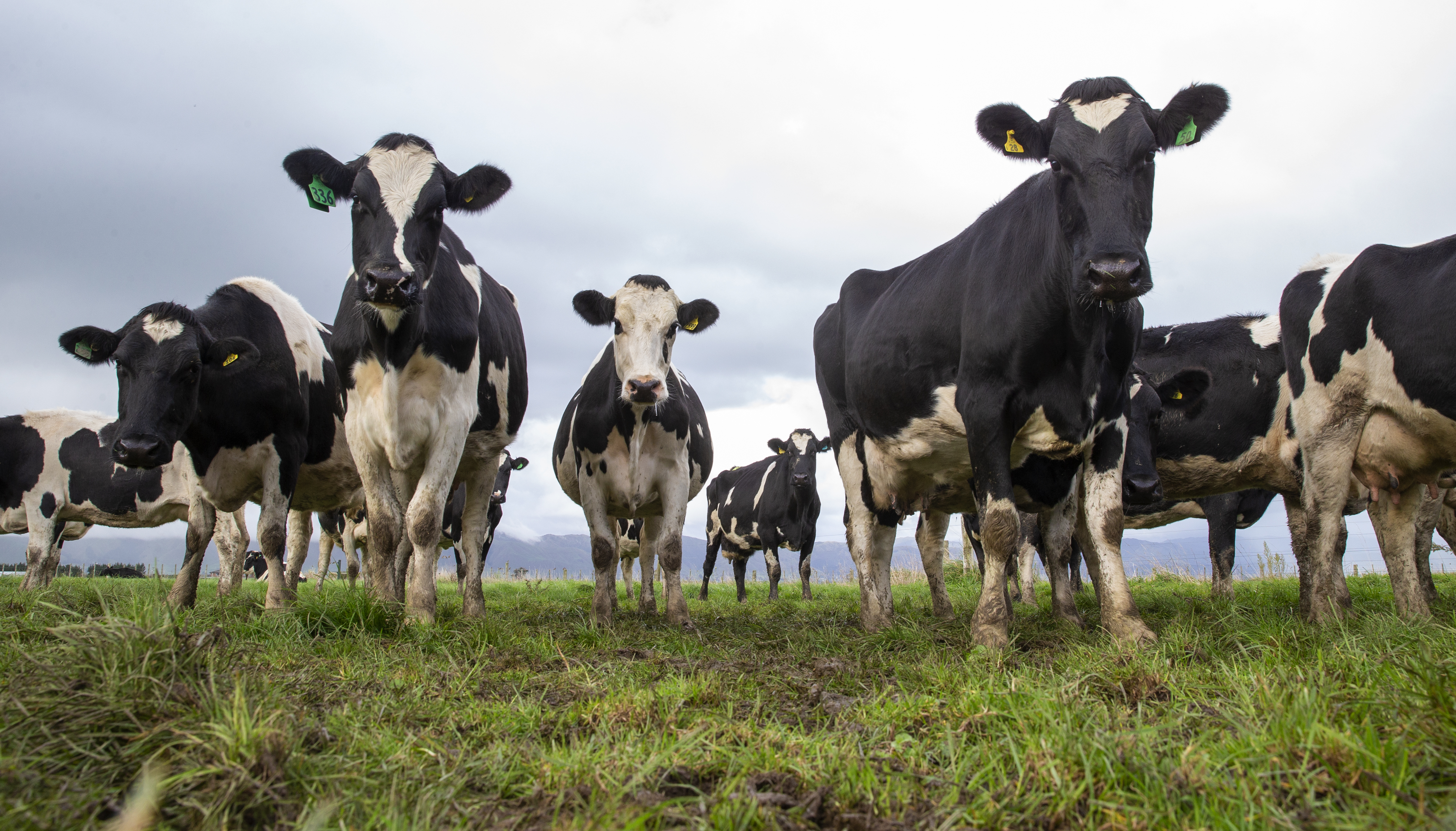 The Northland Regional Council proposals could see stock banned from steep, highly erodible land. Photo / NZME