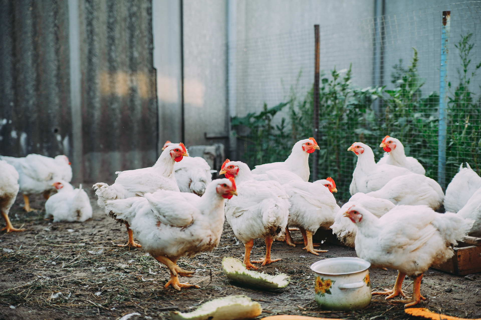 UN officials have described avian influenza virus HN51, which has killed tens of millions of poultry birds since 2020 and spread to 23 countries, as a “significant public health concern”.