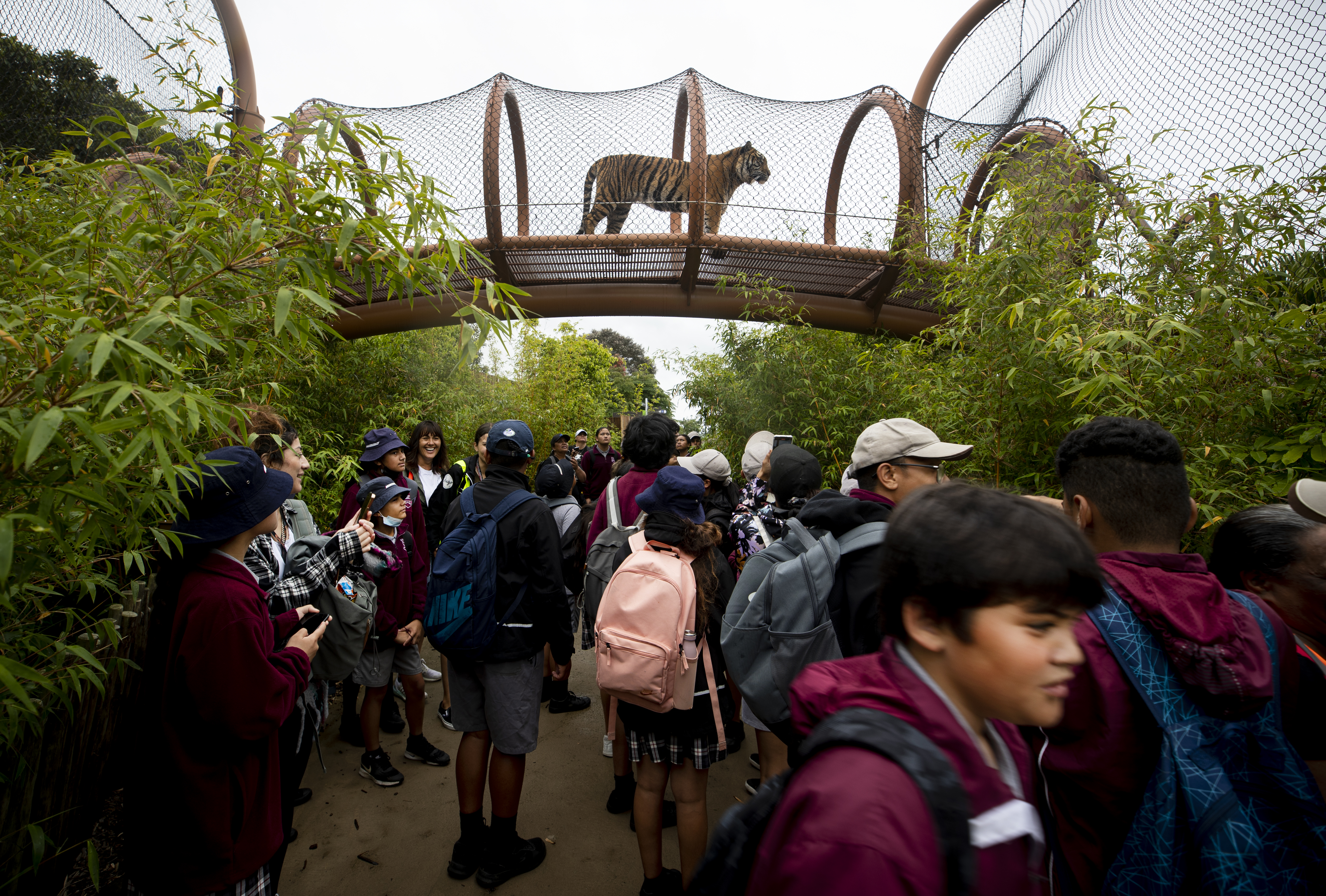 Should Auckland Zoo cost more to visit, or have shorter opening hours, or offer fewer attractions, or do less conservation work? Photo / Dean Purcell