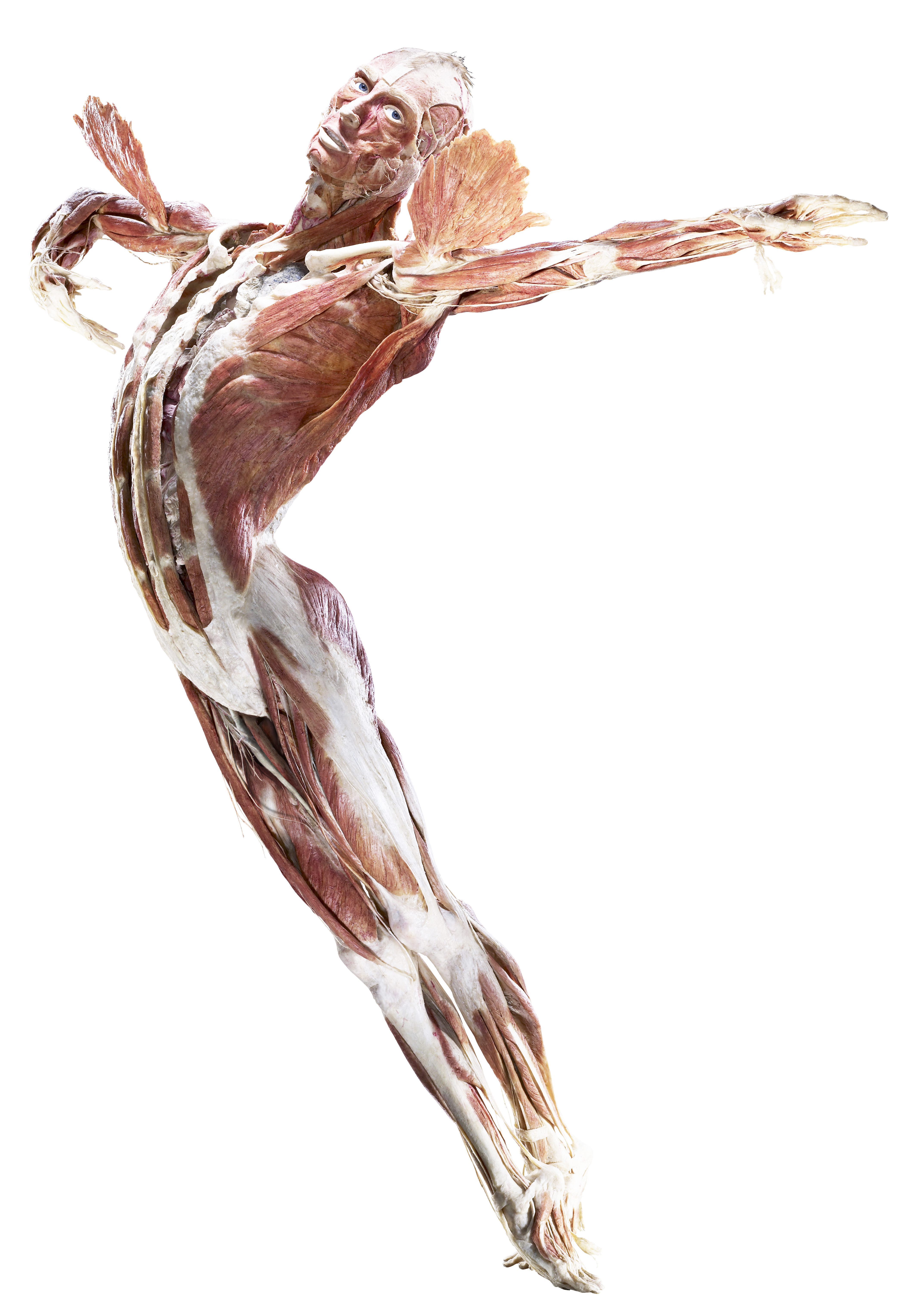 Красивая голова человека. Анатомия рентген человека. Изображение человеческого тела. Красоты человеческого тела. Телесная терапия рисунок.