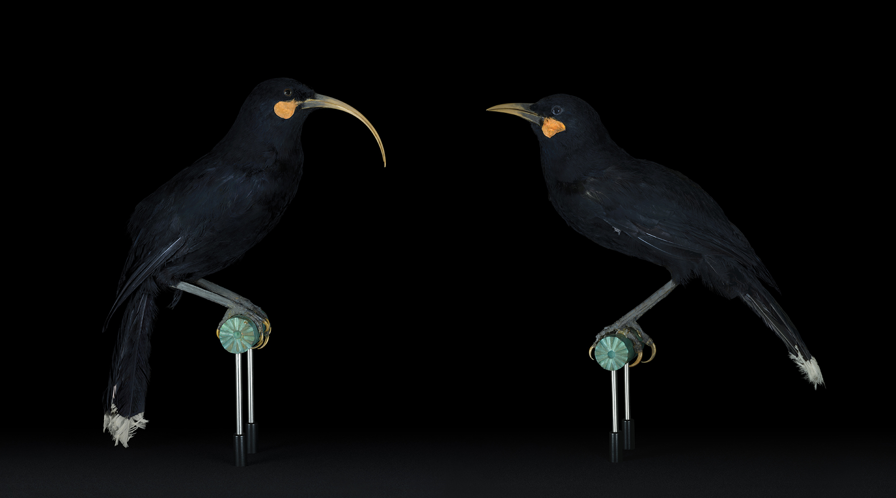 Manawarahi: Female and Male Huia Lovers MTG Hawke’s Bay (2022), an NFT by Fiona Pardington.