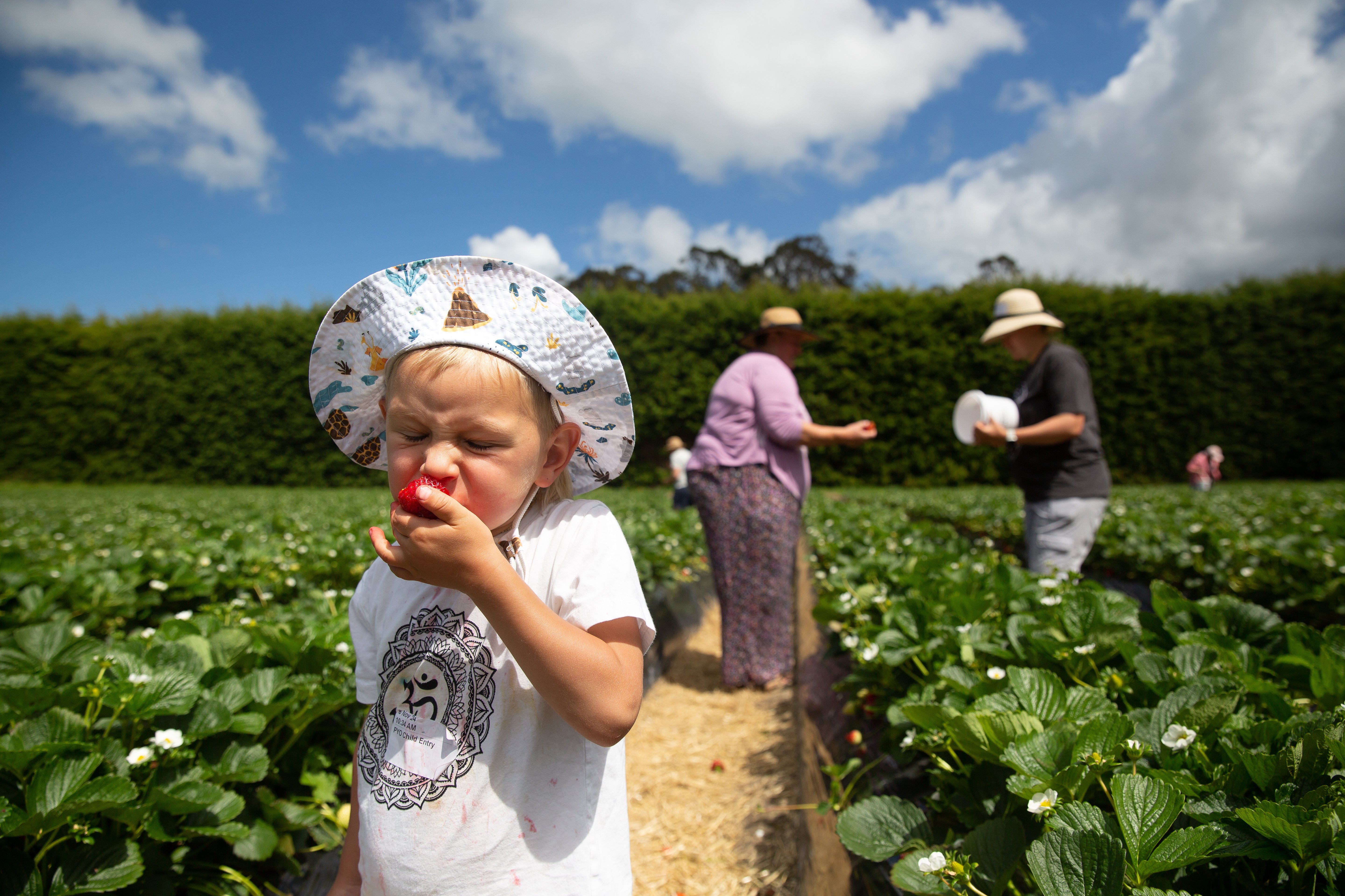 Vijay Pimenova enjoys fresh strawberries at Good Planet, where real fruit ice cream is a popular post-picking offering. Photo / Sylvie Whinray