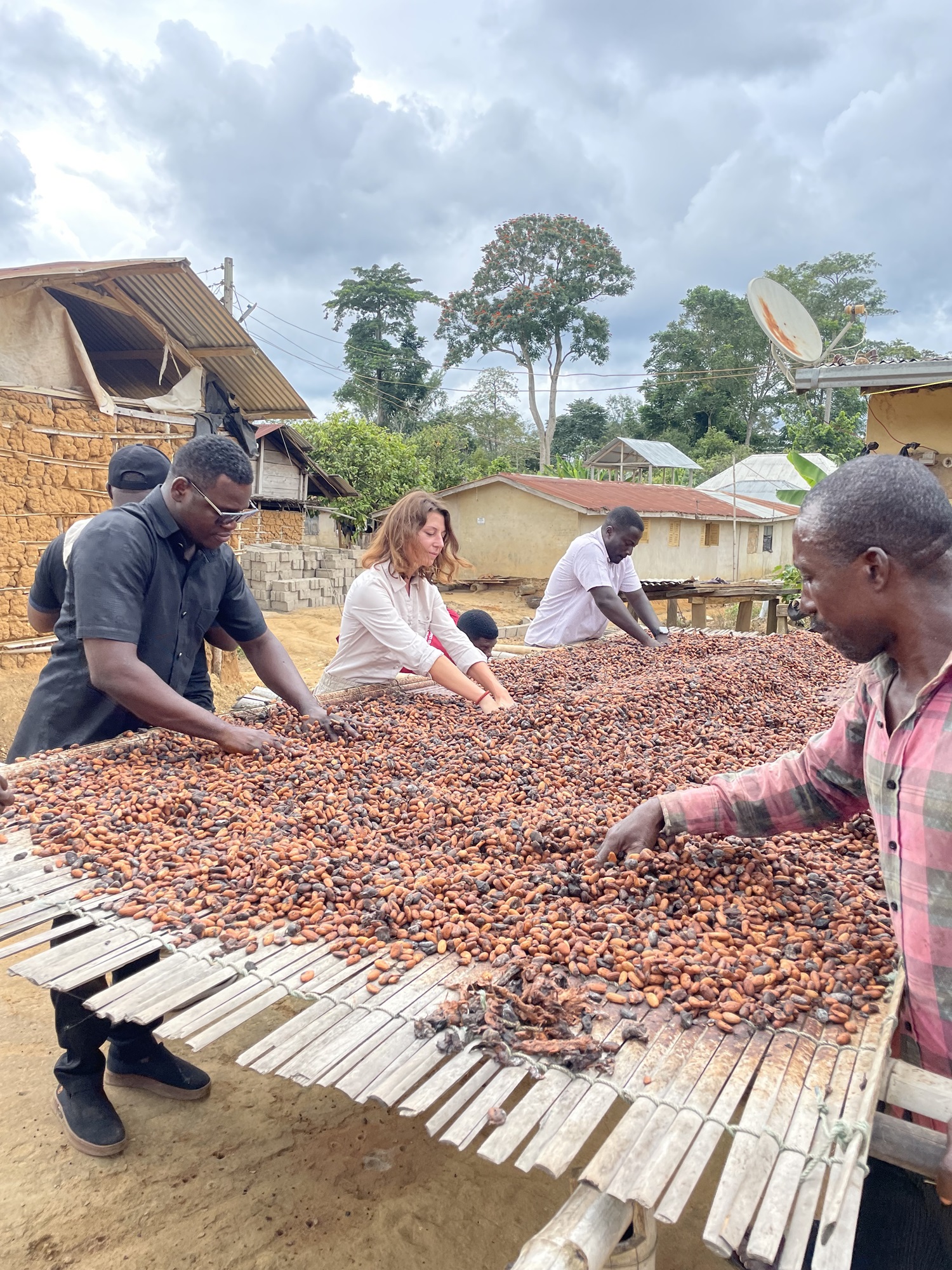 Cocoa beans drying on raised beds at a cocoa co-operative in Ghana.