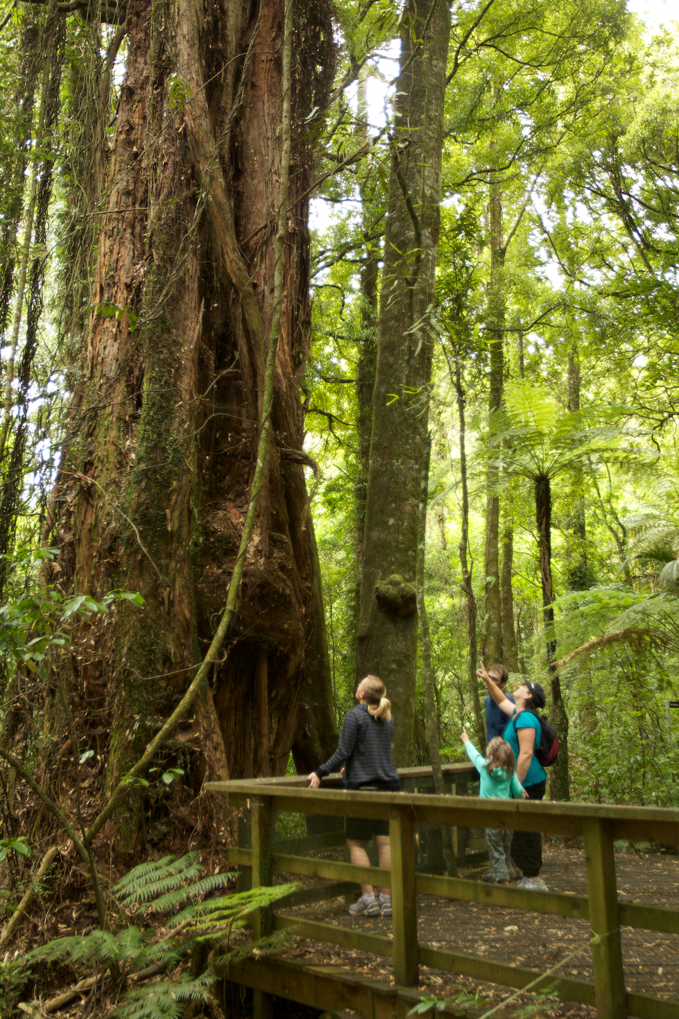 Sanctuary Mountain is an ancient, predator free, forest right here in the Waikato, just 30 minutes drive from Cambridge. Photo / Hamilton and Waikato Tourism