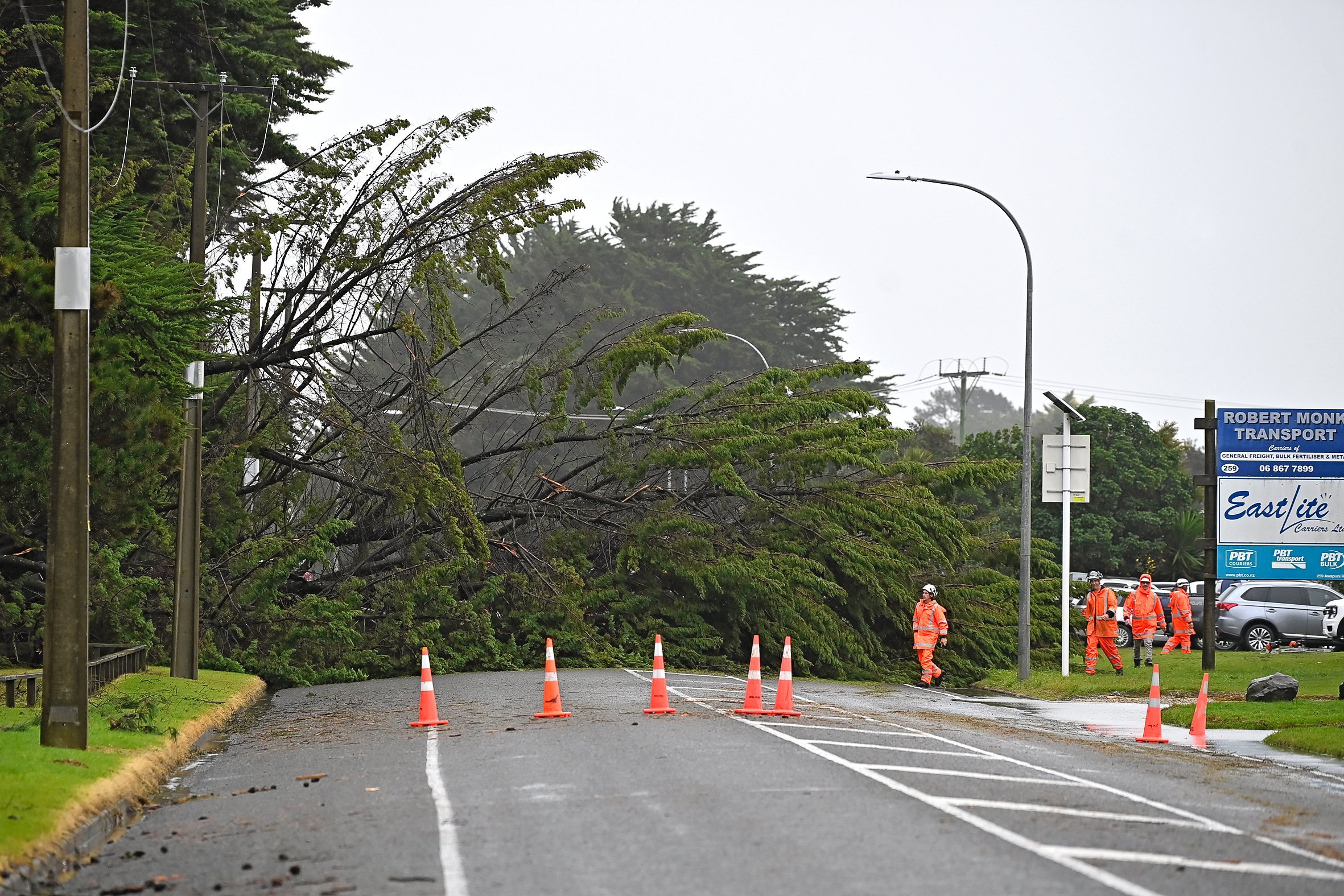 A fallen tree from the Adventure Playground blocks Awapuni Rd/SH35 in Gisborne yesterday morning. Photo / Paul Rickard

