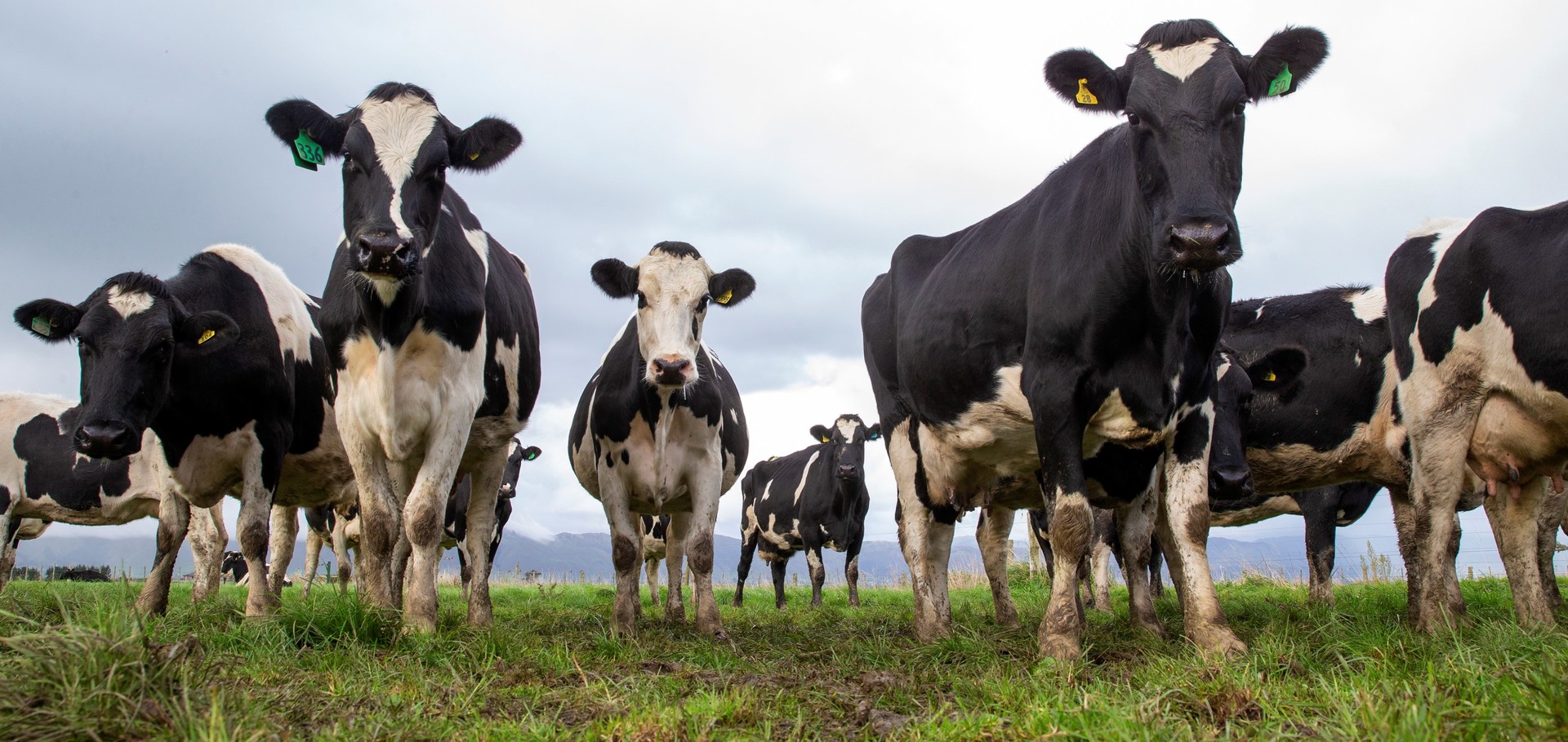 The Environmental Protection Authority (EPA) today announced its widely-anticipated decision to approve a feed additive designed to reduce methane emissions in livestock. Photo / Mark Mitchell
