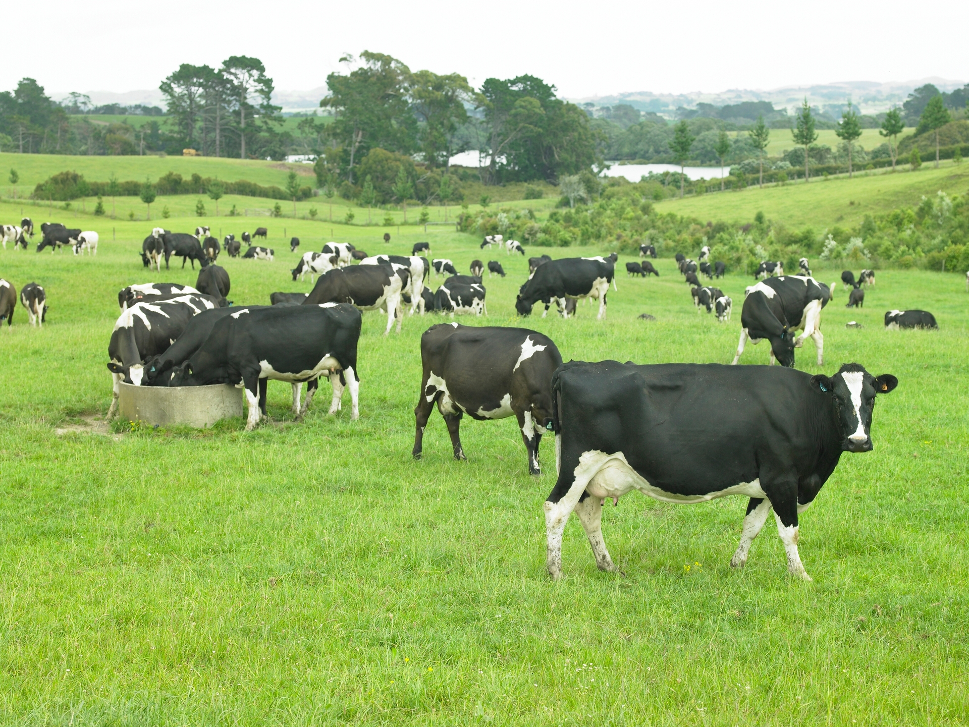 Only two products moved positively at the latest Global Dairy Trade auction. Photo / DairyNZ