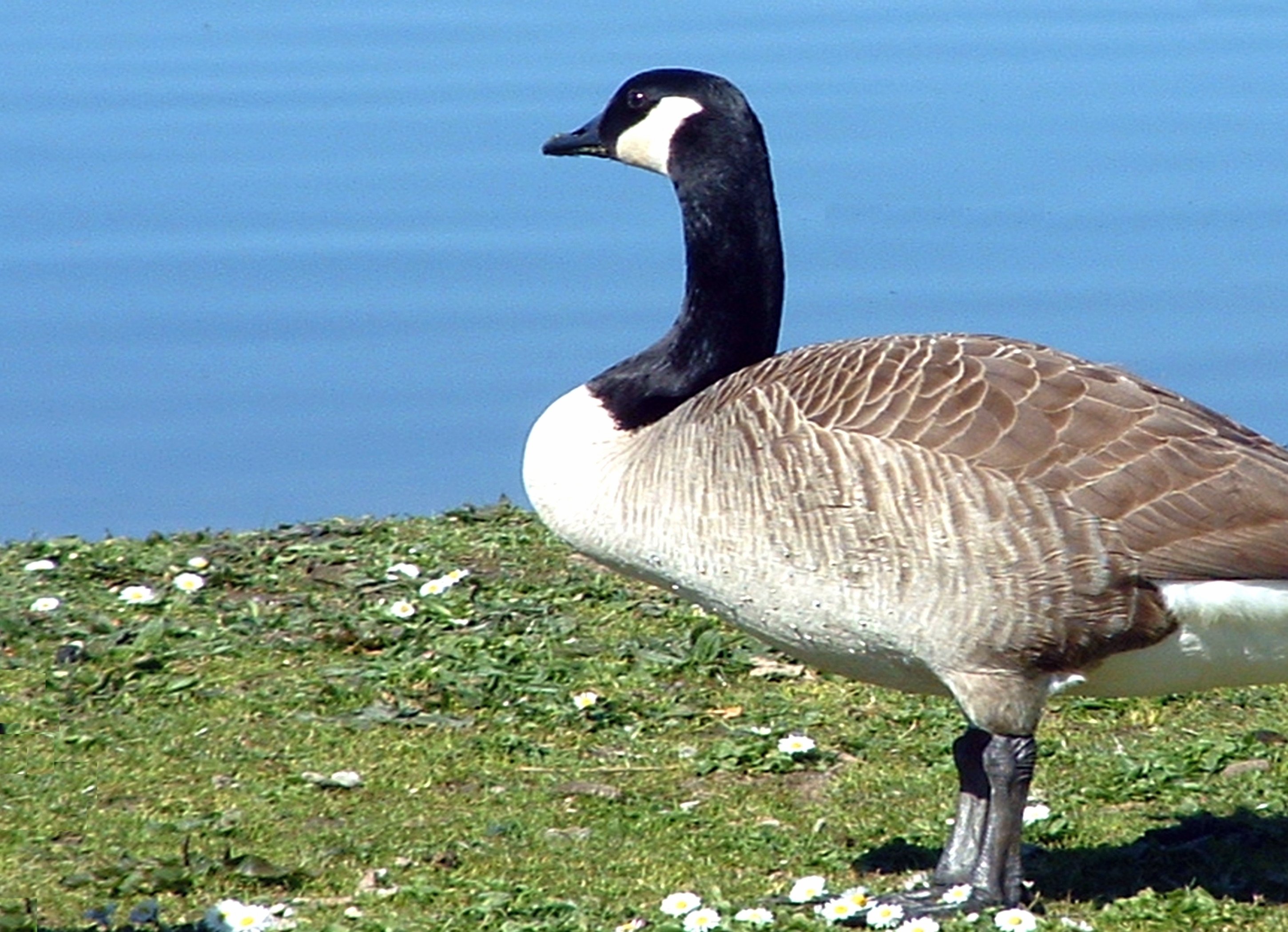 Canada goose discount cancelled