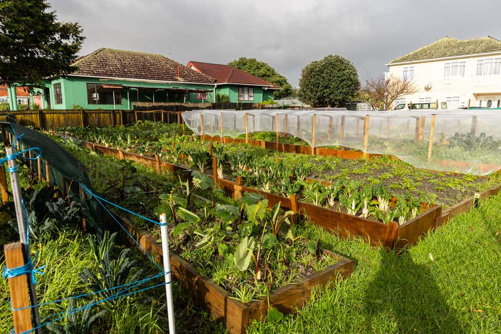 A community vegetable garden in Mt Roskill. Photo / Jason Dorday