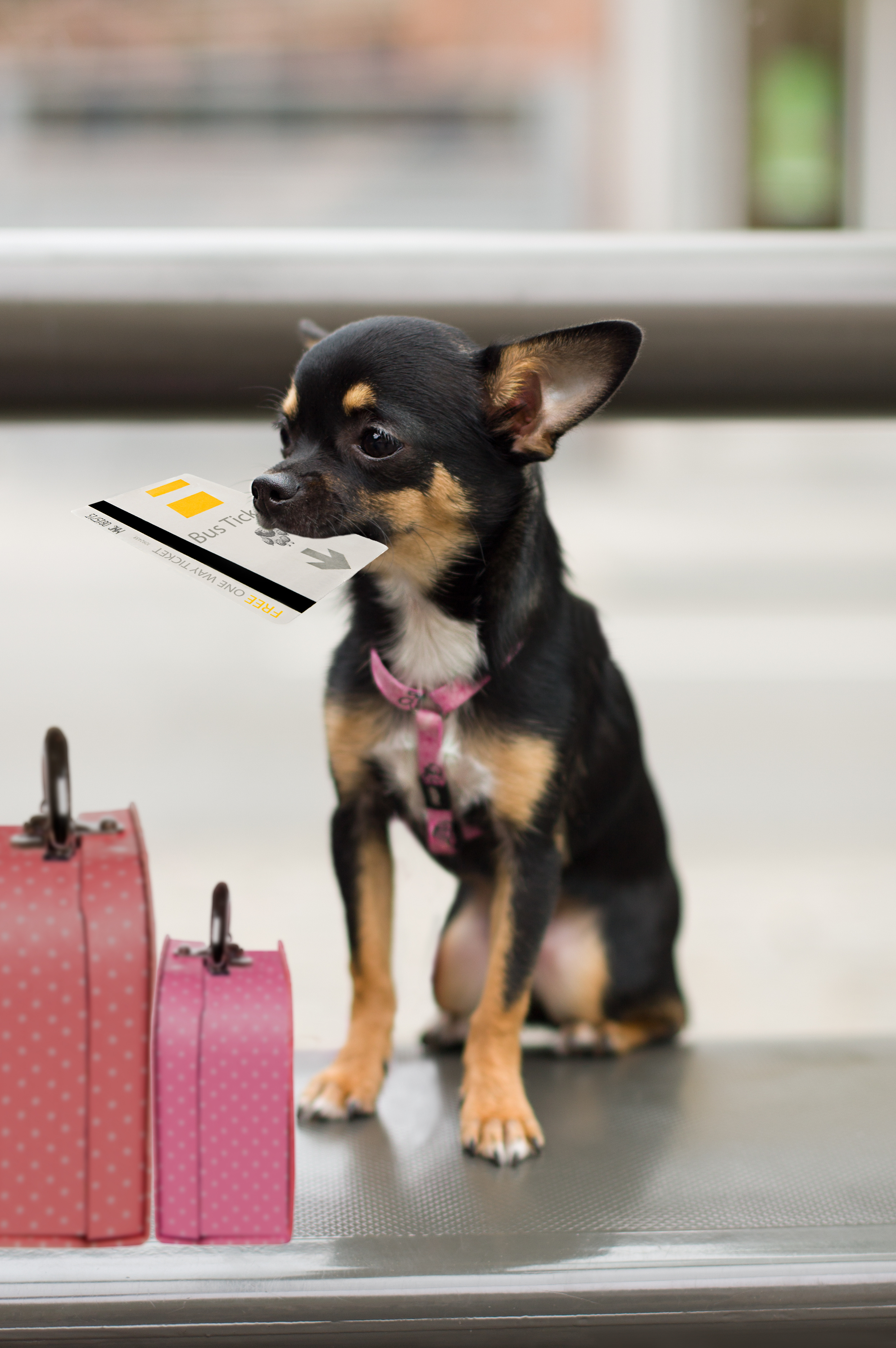 Are Puppies Allowed On Buses