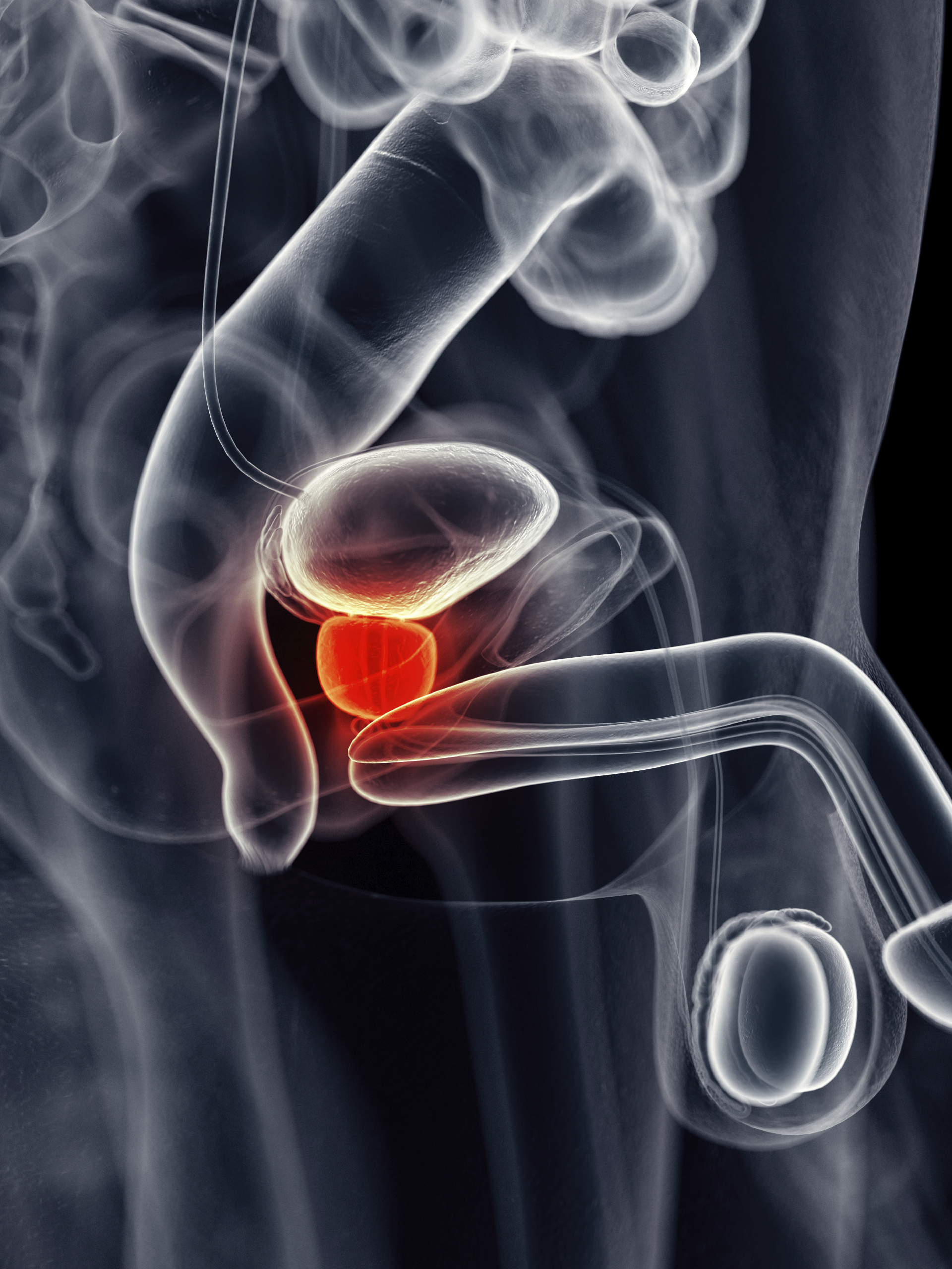 The gland is the size of a walnut and sits beneath the bladder. Photo / iStock