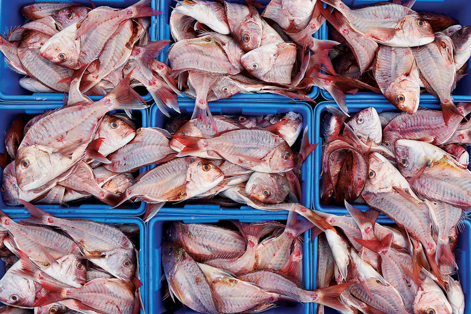 Filleted fish at a Kai Ika station. Photo / Aaron Mclean