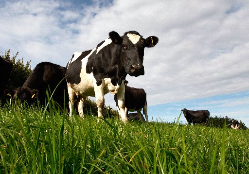 There was a 0.5 per cent lift across the board at the latest GDT auction.