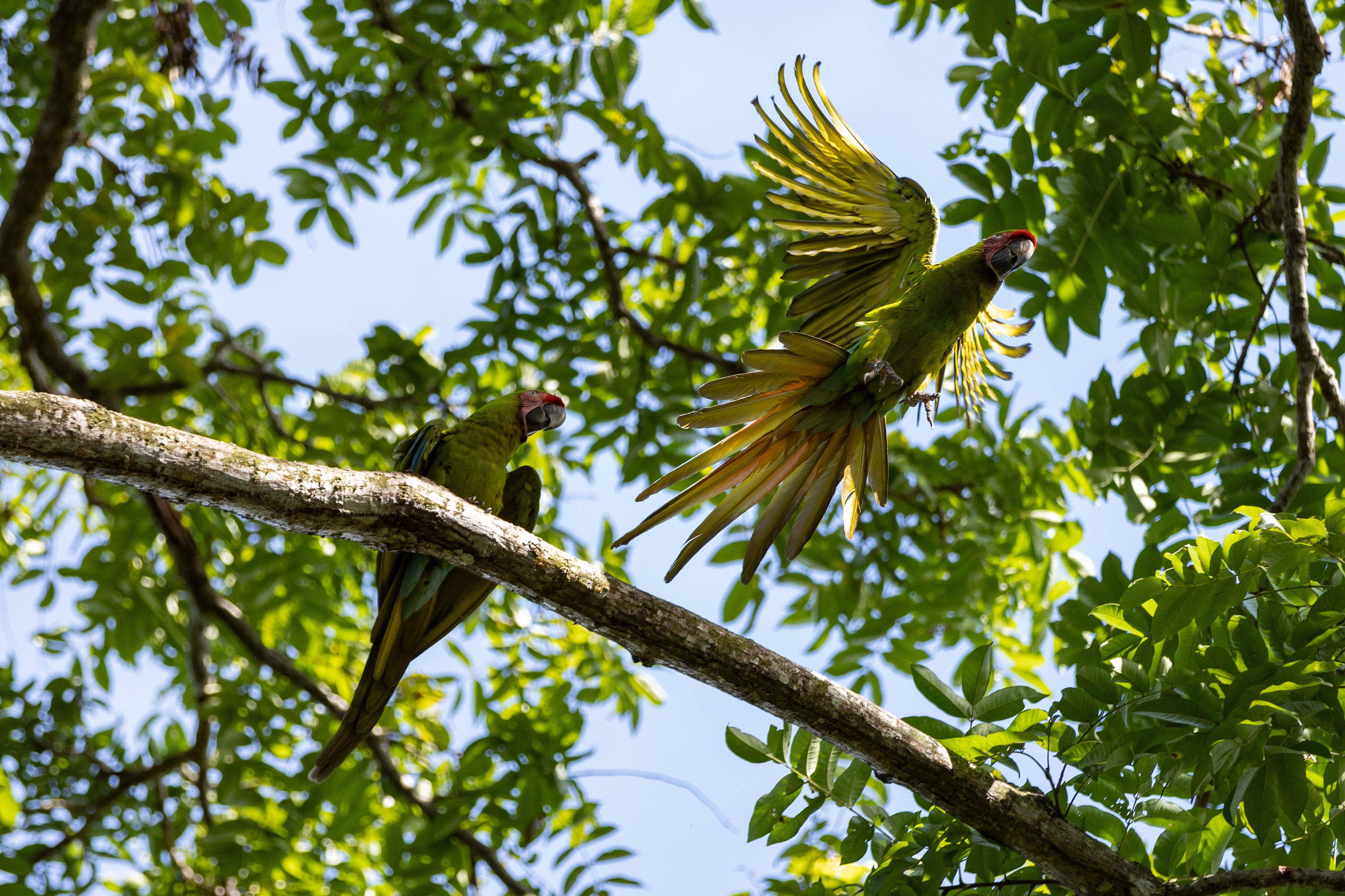 Macaws at Ara Manzanillo Park. Photo / Danilophoto