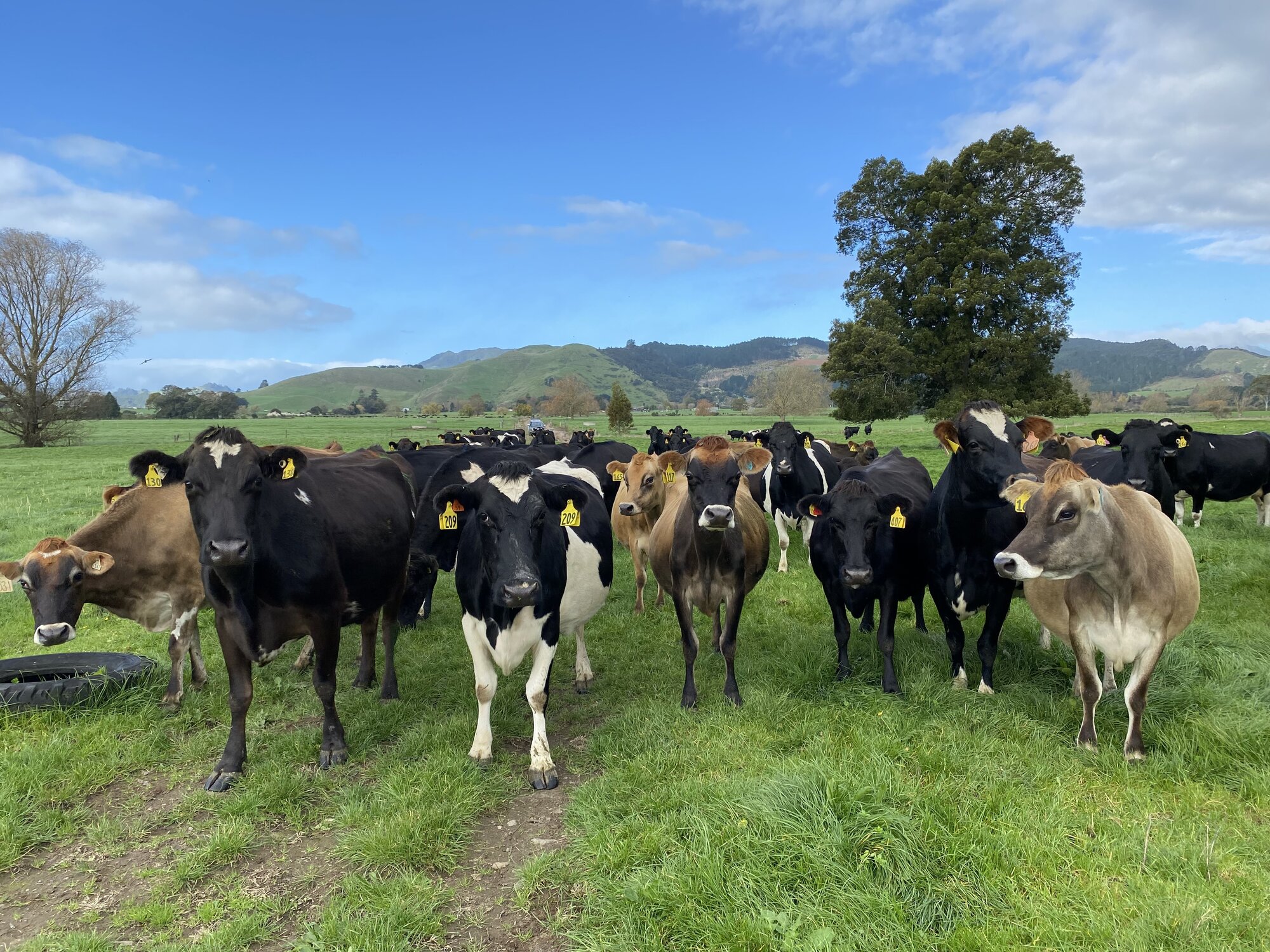 The sale is a sign of Fonterra's changing business, experts said. Photo / Rowena Duncum
