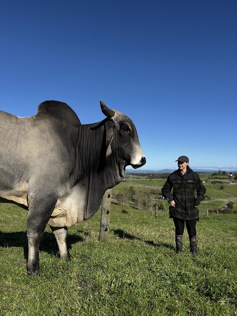  Pedigree-registered Brahman bull Baloo and Jess Hoggard at Horseshoe Lane.