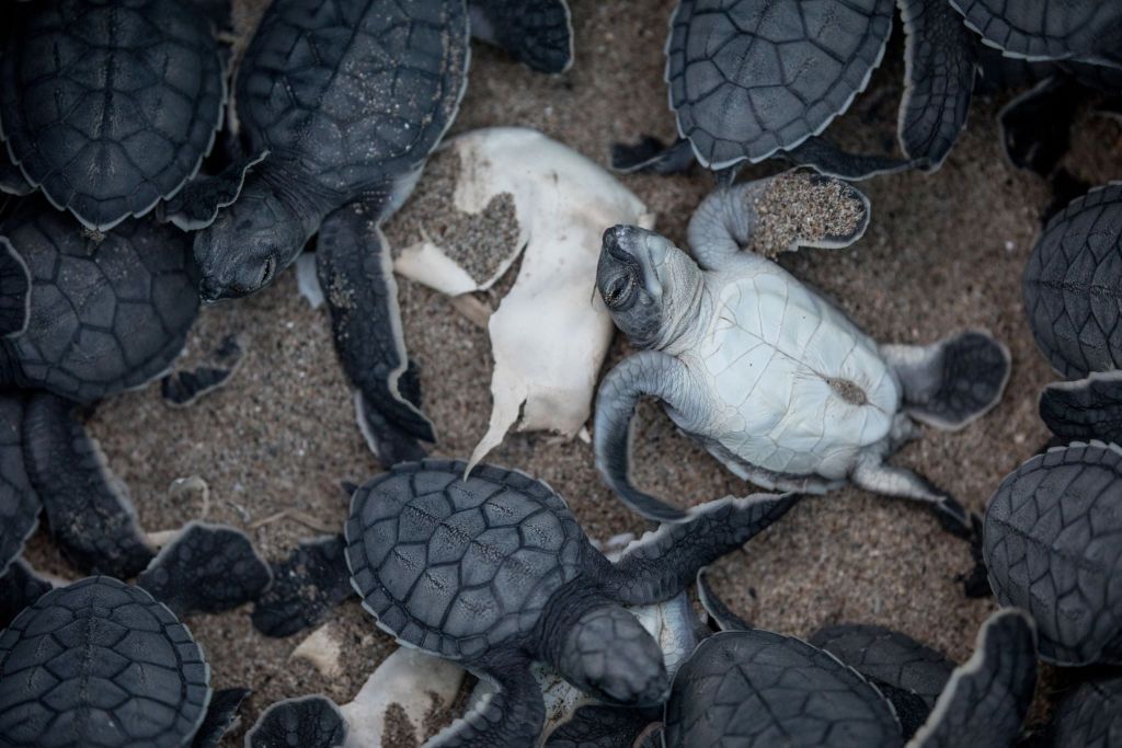 Plastic waste:40 per cent of sea turtle hatchlings killed by pollution - NZ  Herald