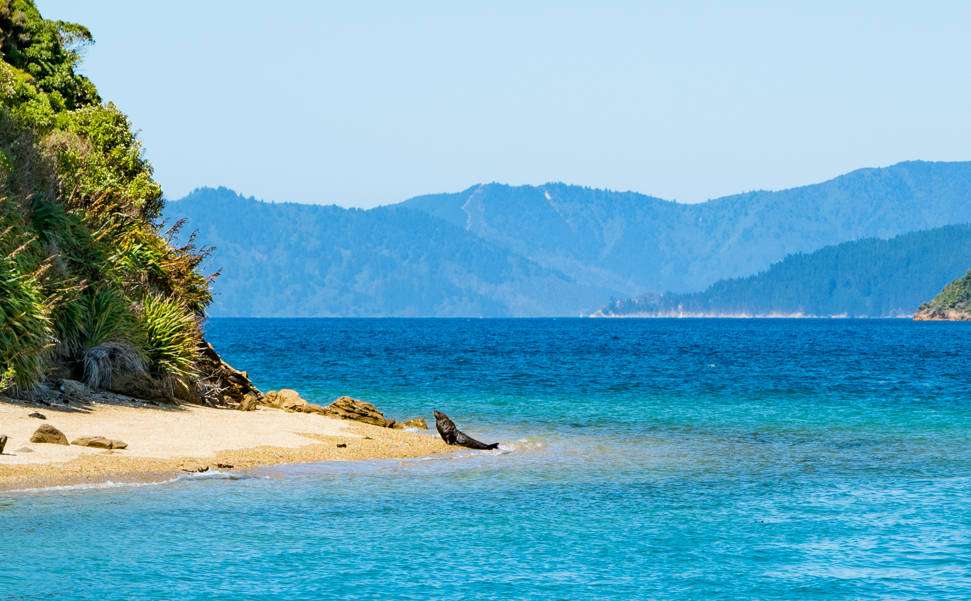 There are plenty of sustainably-certified tours that get you close to NZ wildlife without disturbing it. Photo / Supplied: E-ko Tours