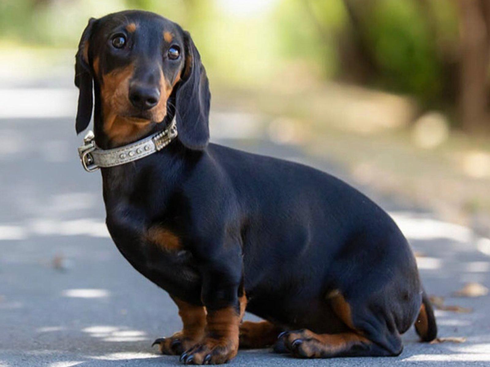 More than a thousand people join search for Checkers the dachshund, missing  in Wainuiomata - NZ Herald
