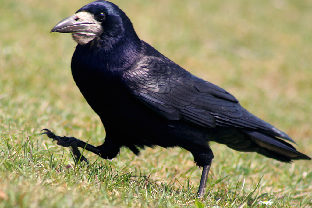 Waikato Regional Council hunting for rook sightings