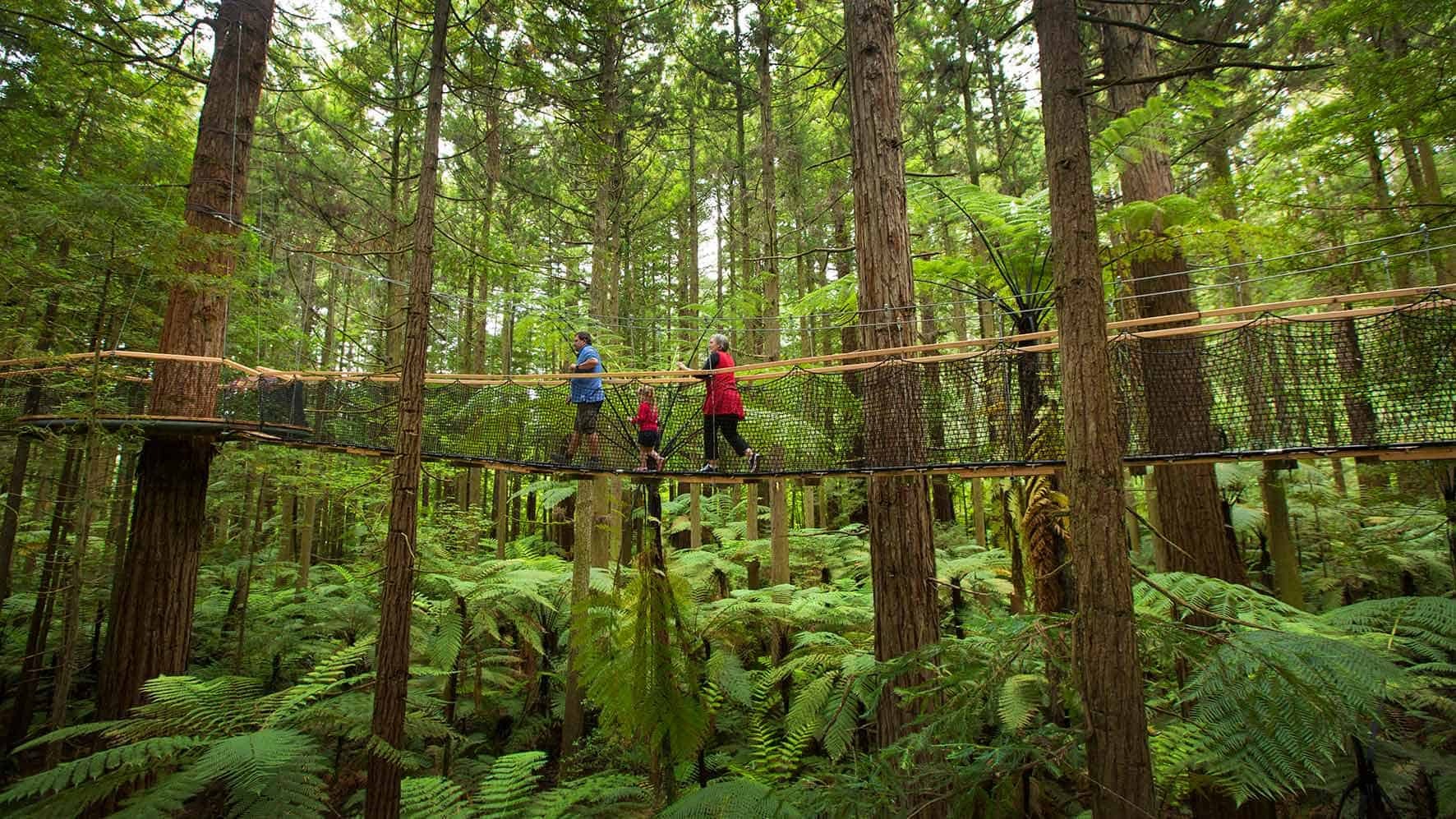 Redwoods Treewalk in Rotorua. 