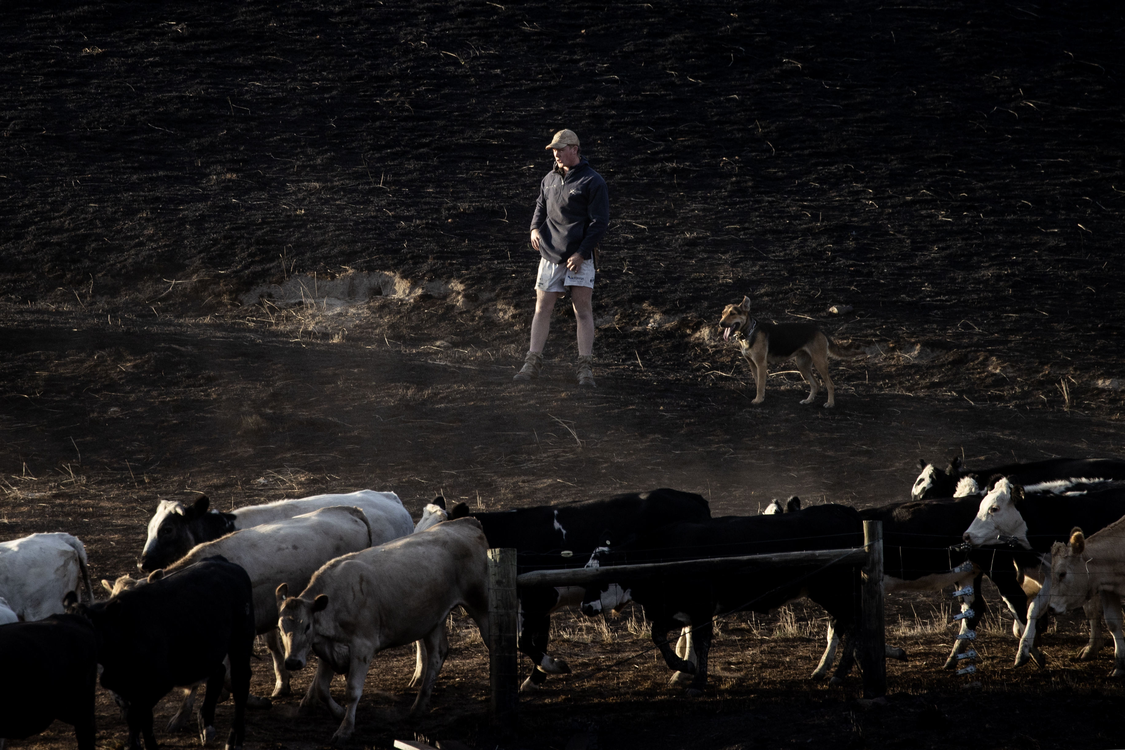 A farmer rushes to move his cattle out of the fire zone. Photo / George Heard