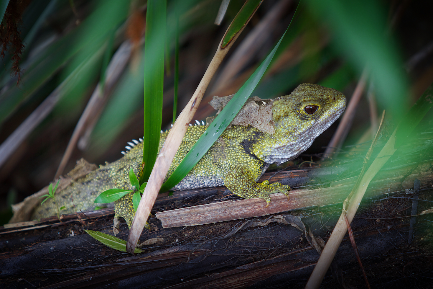 The mountain is a safe haven for many endangered native species - amongst them birds and bats, frogs and reptiles, tuatara and giant weta. Photo / Hamilton and Waikato Tourism