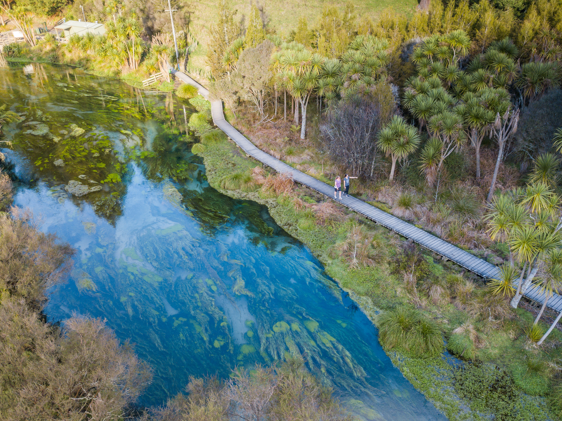 The Blue Spring at the Te Waihou Walkway is one of the purest water sources in the world. Photo / Shaun Jeffers