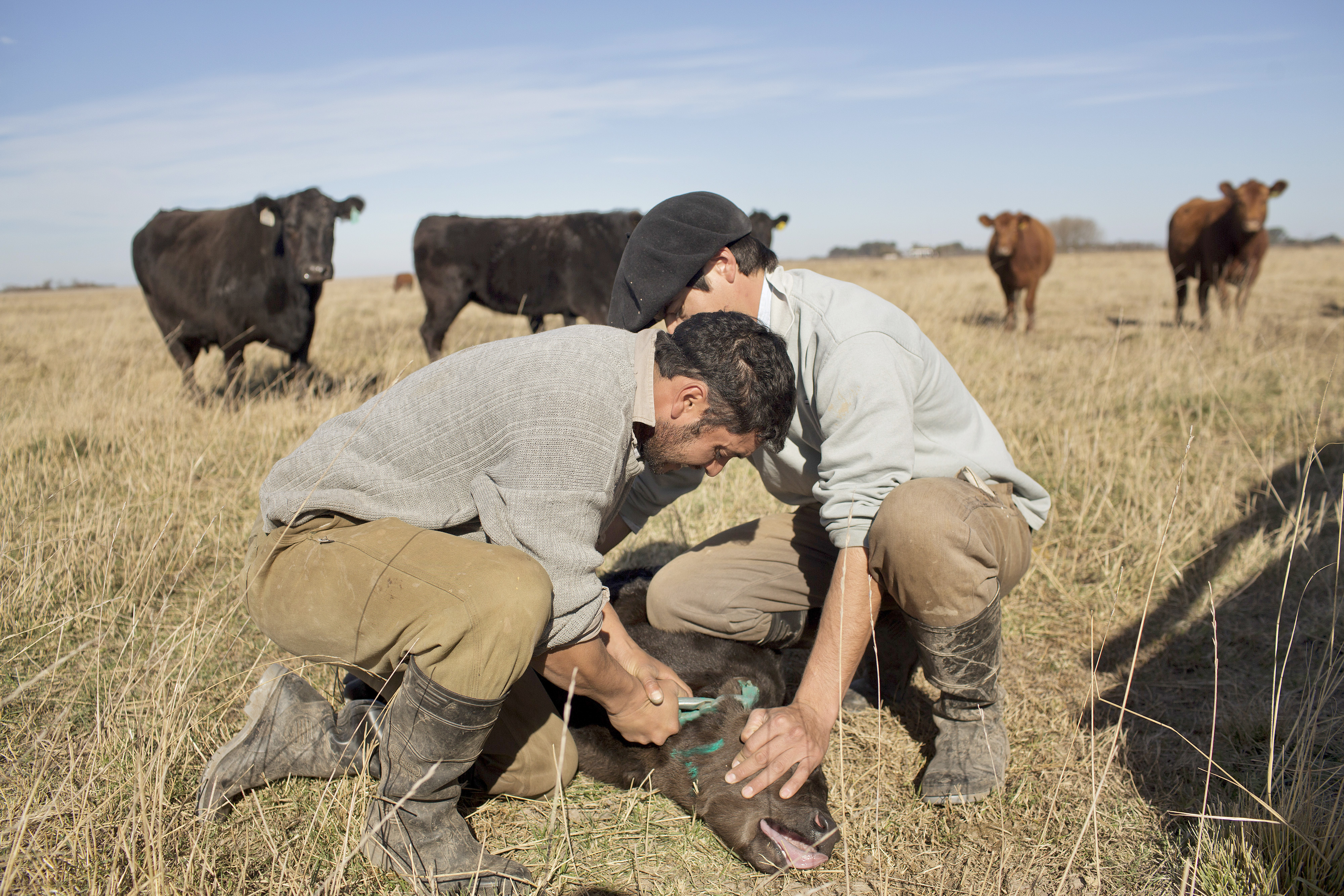 Cattle Ranch In Argentina