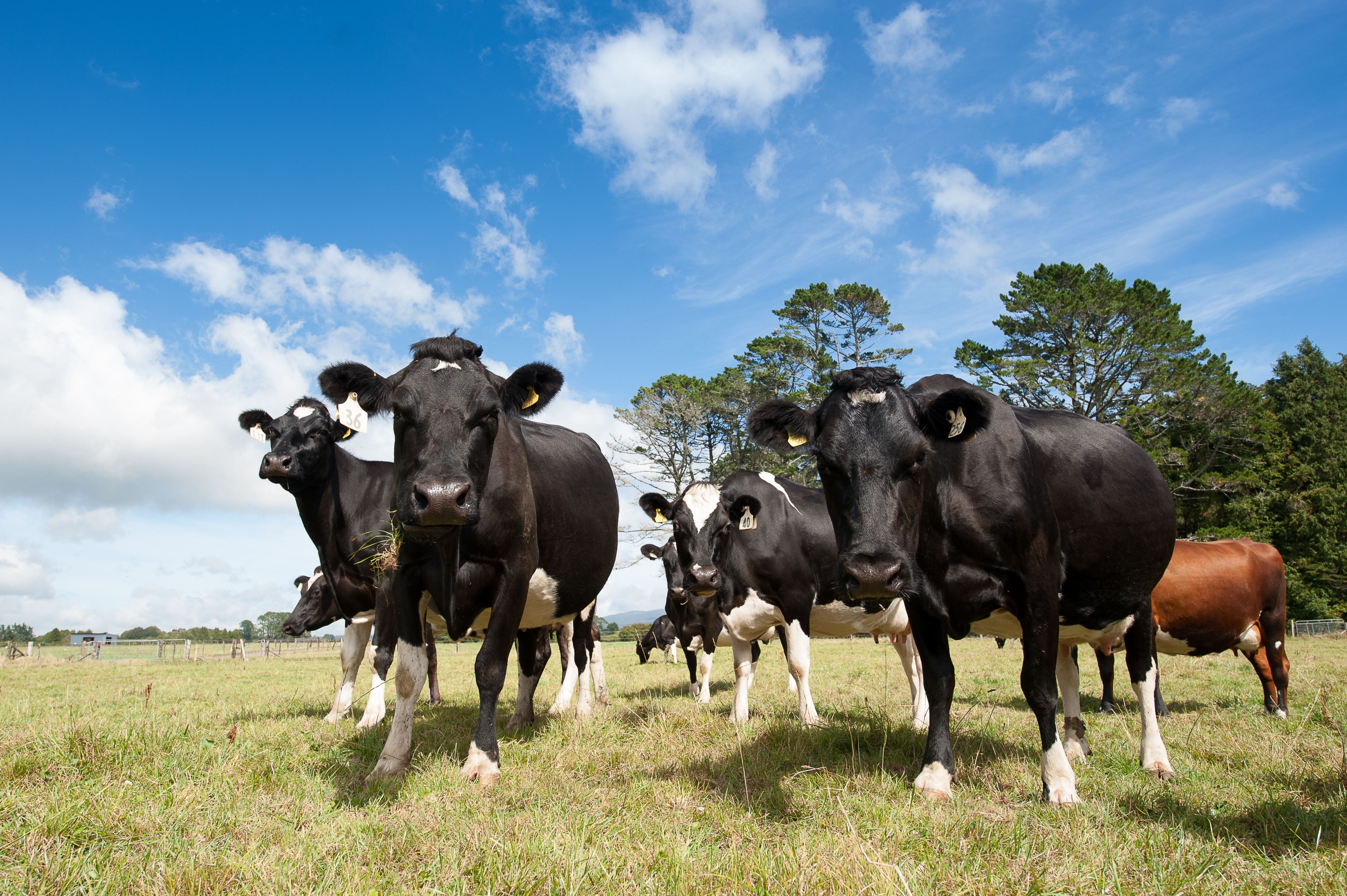 DairyNZ is pushing back on the blanket freshwater management ruling rather than the council accessing each farm individually Photo / DairyNZ