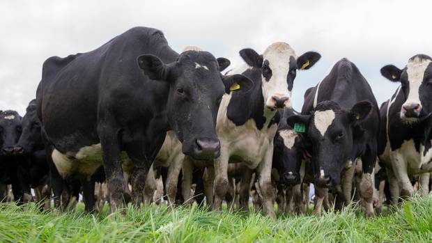 New Zealand is the world's biggest exporter of dairy product.