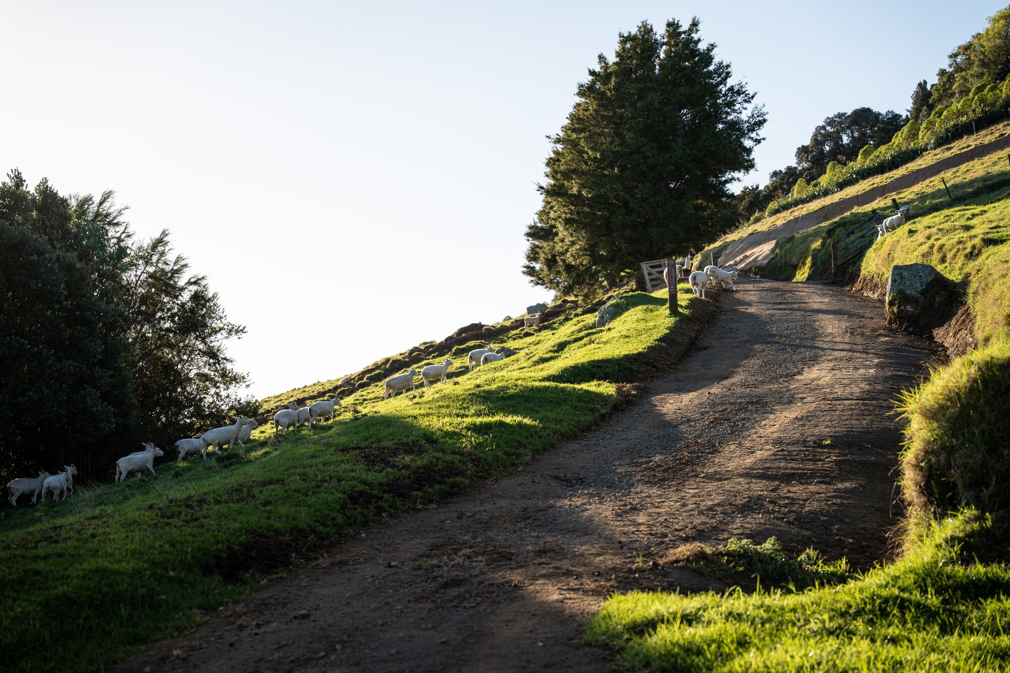 Sheep on the repaired Mauao summit track. Photo / Alyse Wright