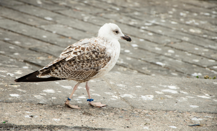 Birds and their droppings are causing big problems, particularly in apartment complexes. Photo / Thinkstock 