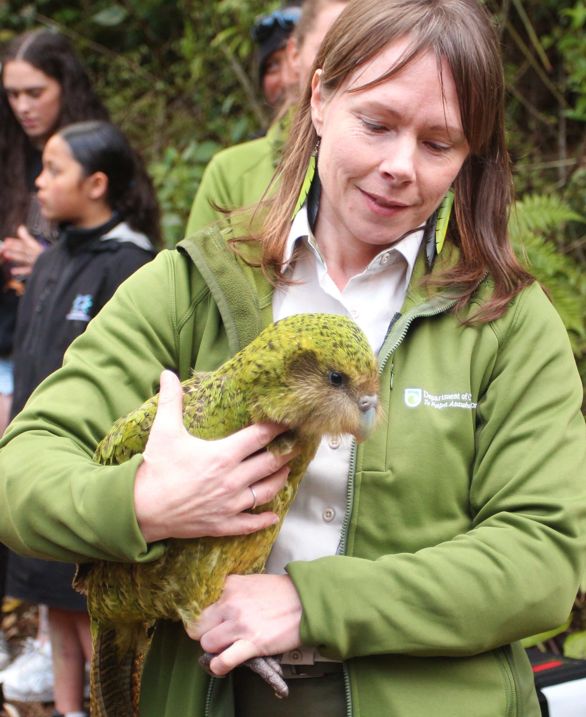Kākāpō male Manawanui has also moved out of the Sanctuary. Photo / Danielle Zollickhofer