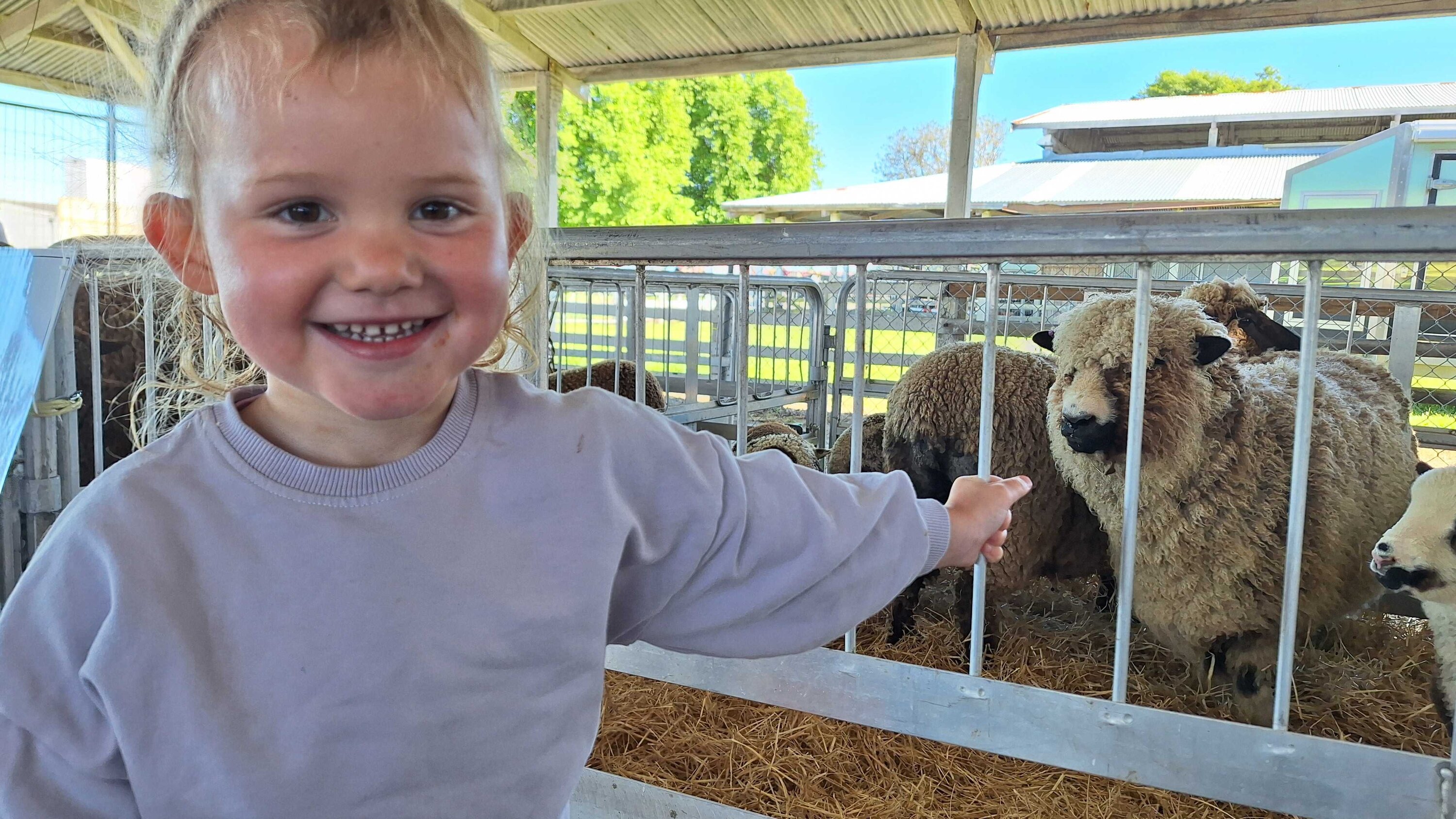 Isobel Keightley, 3, got a good look at the black and coloured sheep. Photo / Michaela Gower