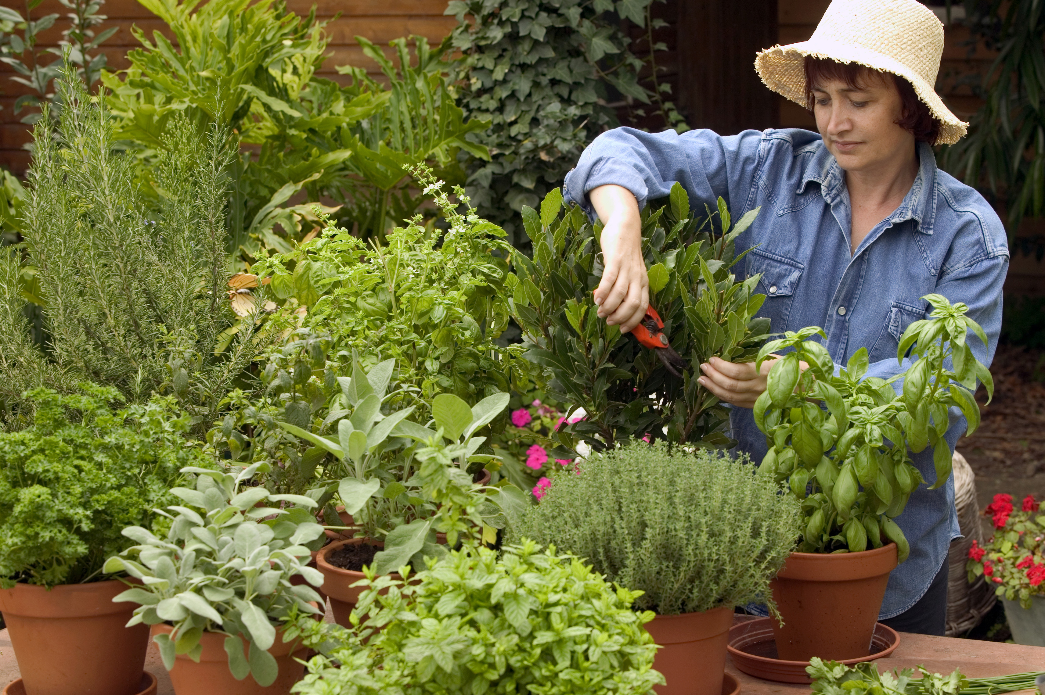 Image of Vietnamese mint companion planting with chives and lavender