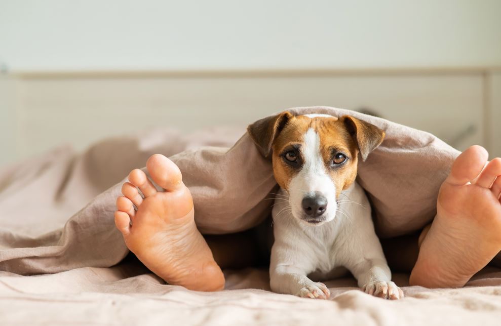 The advantage dogs gave our ancestors was so great that to this day, merely having one near us makes us happier, writes Matt Heath. Photo / 123RF