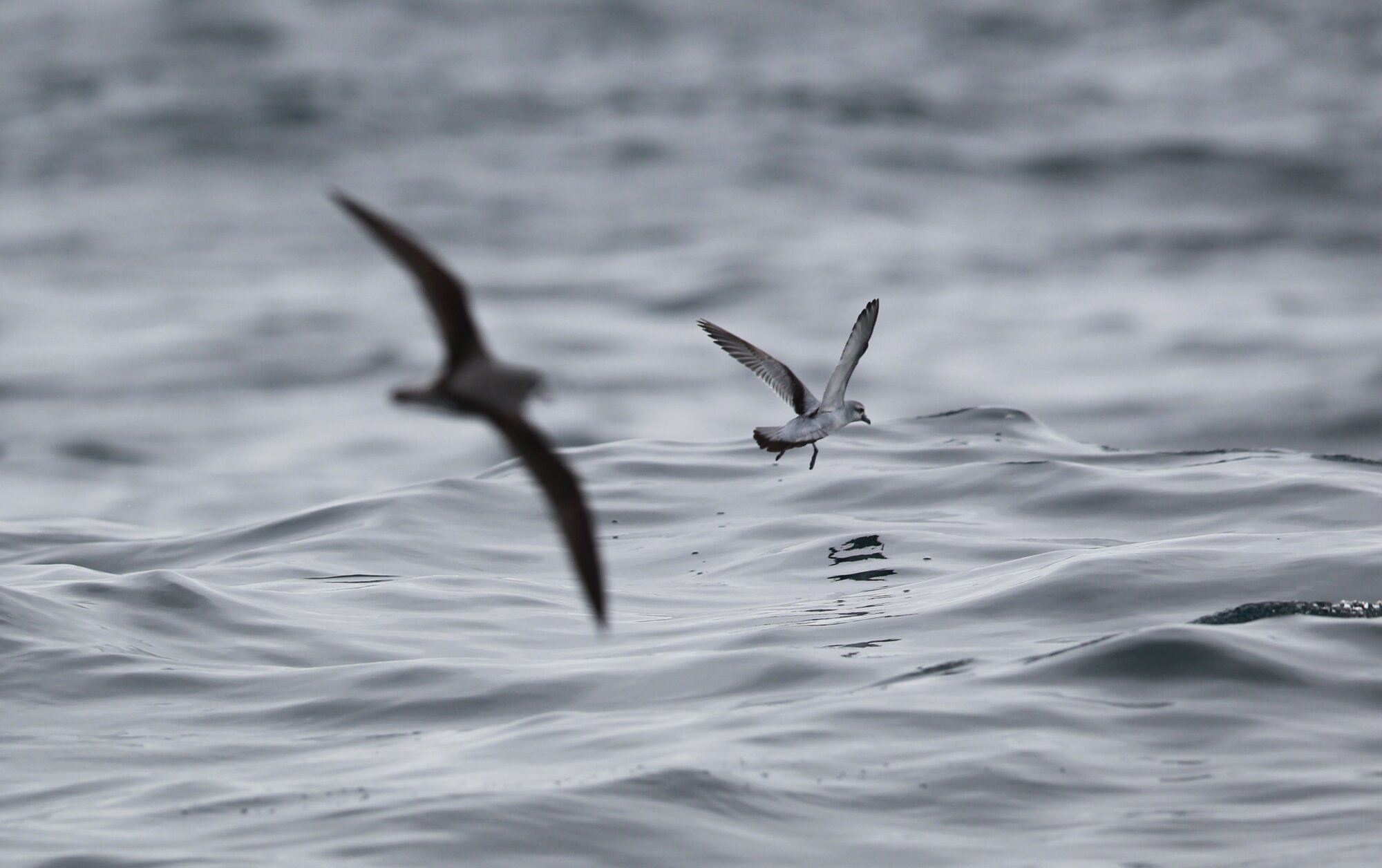 An ocean-going seabird found on Petone Beach in Wellington returned a confirmed positive test for H5 bird flu. Photo / Steven McNicholl