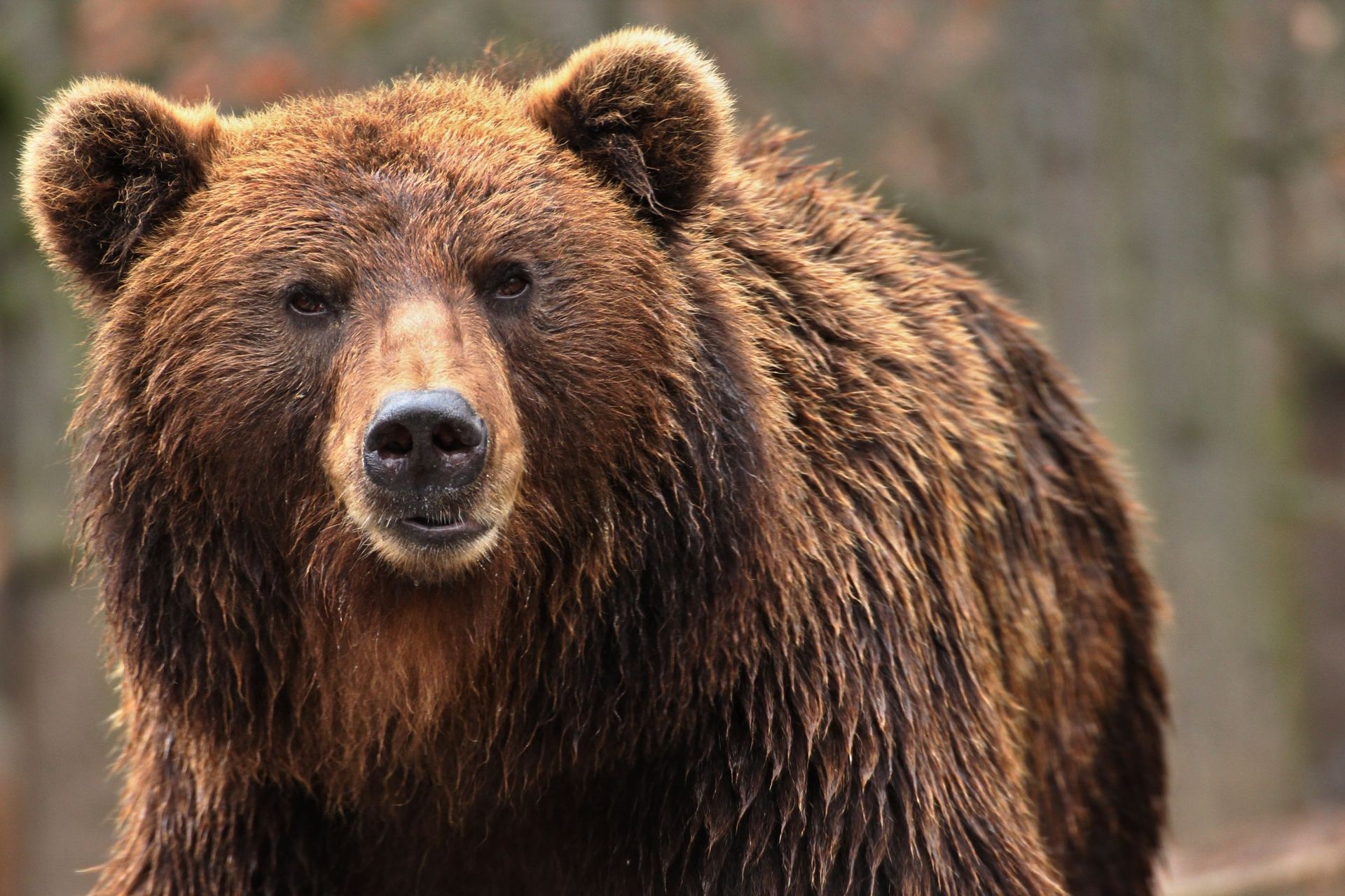 Grizzly Bear Eating Man