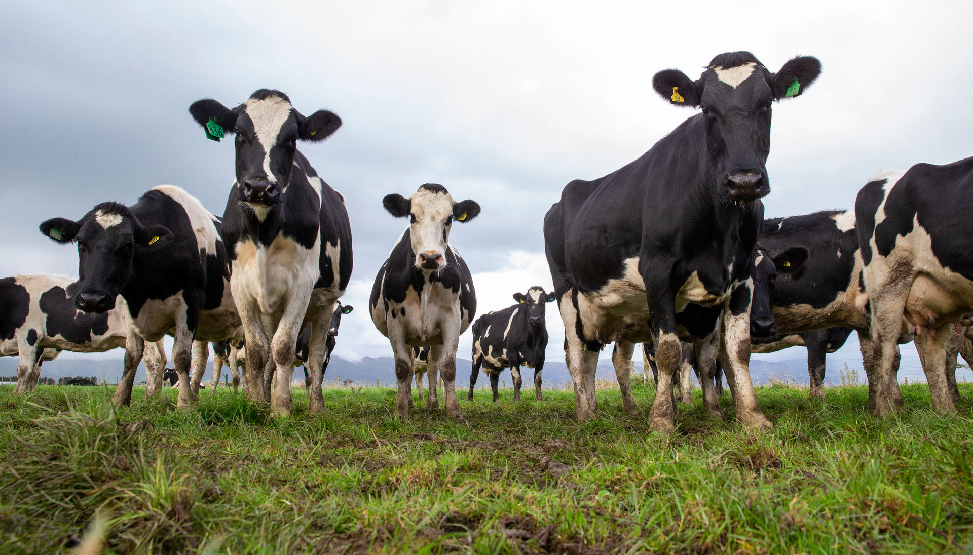 Over time, all farmers will also need to develop a freshwater farm plan under the national regulations.  Photo / NZME