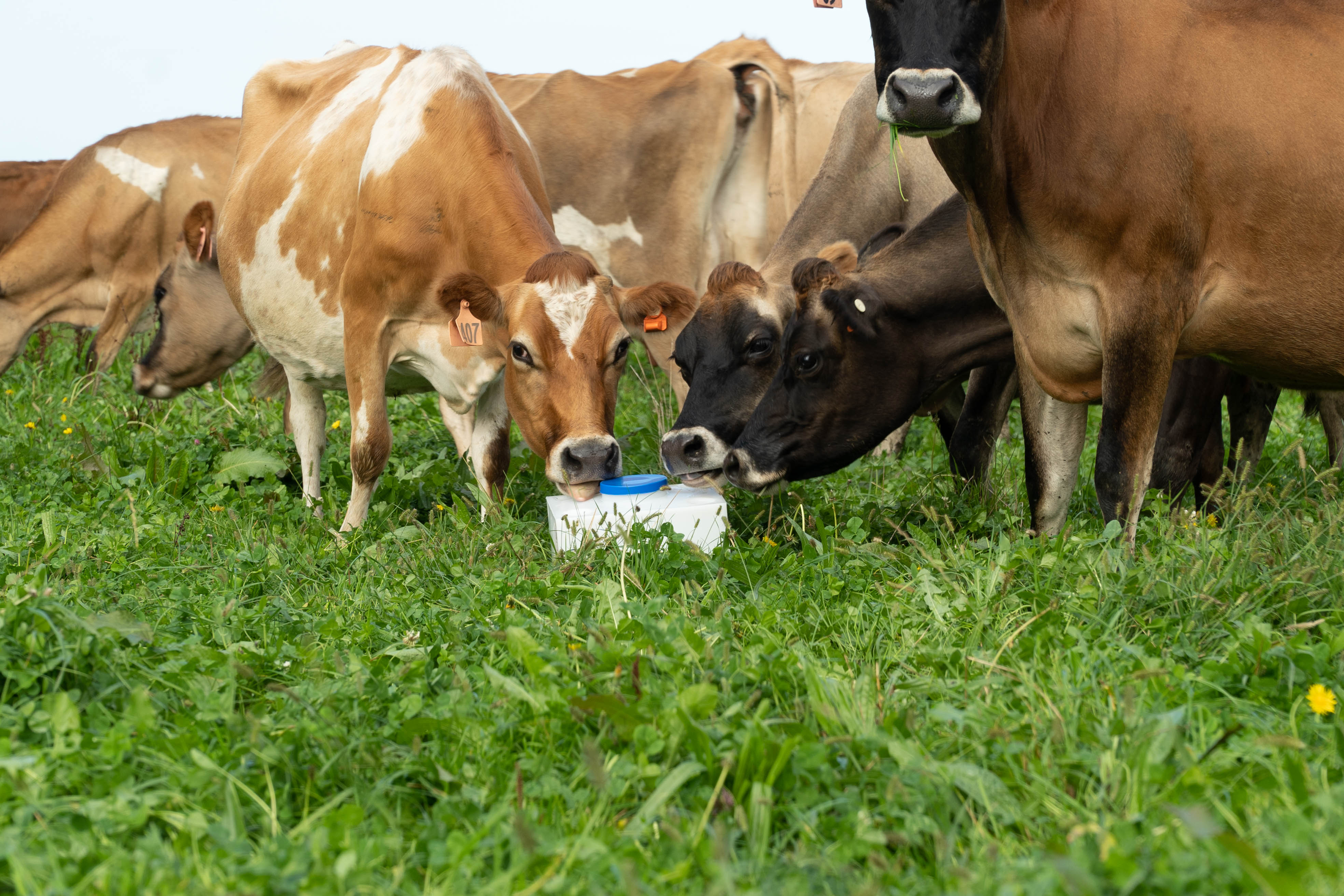 New Zealand's low-cost pastoral farming system will always be a competitive market weapon, says the dairy industry.