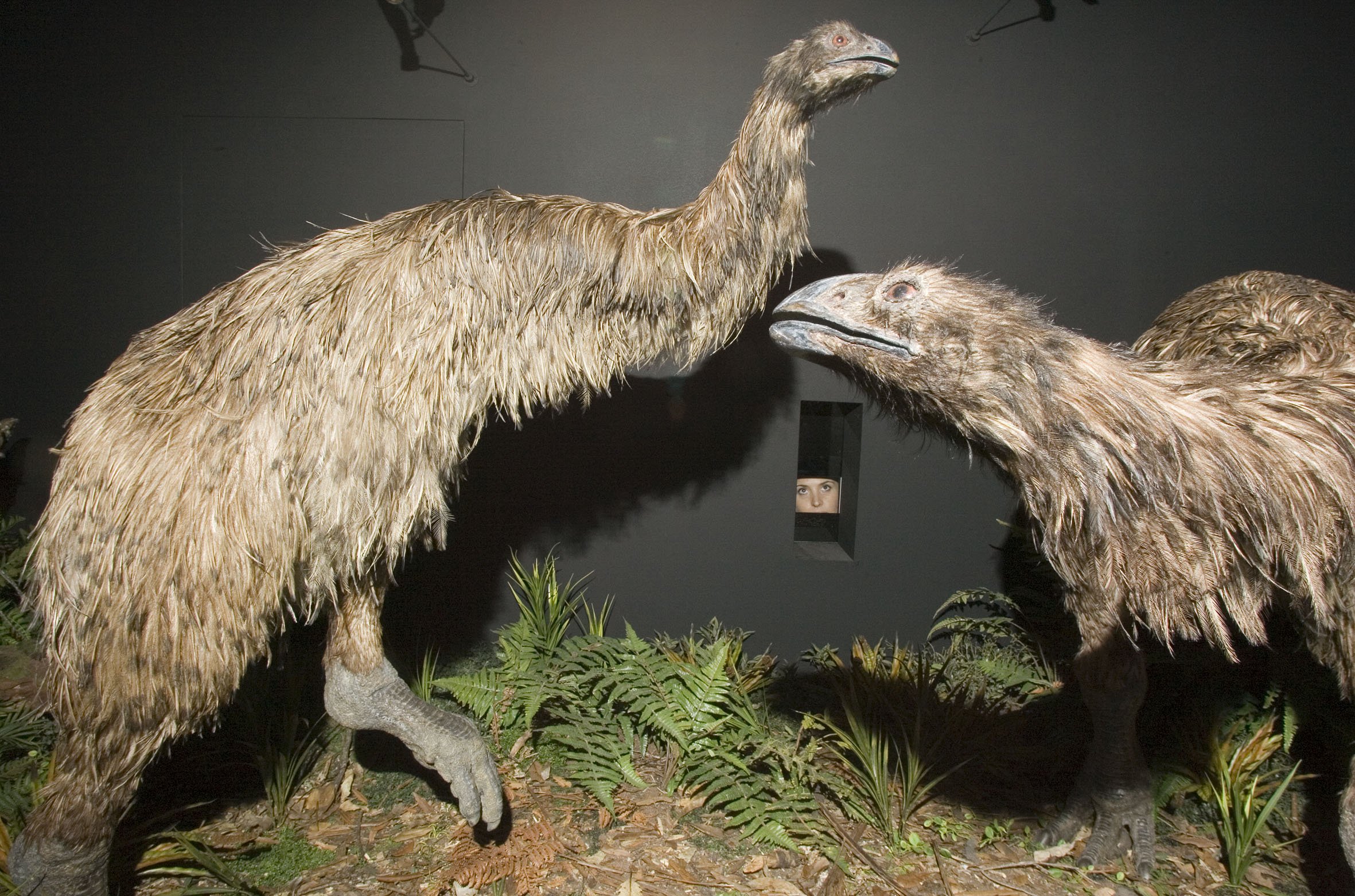 Game Changing Moa S Nuclear Dna Make Up Revealed Nz Herald