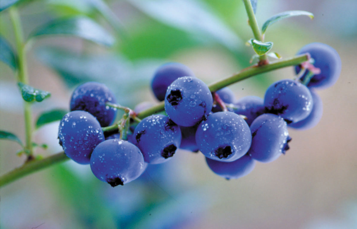 Berries contain potent antioxidants.
