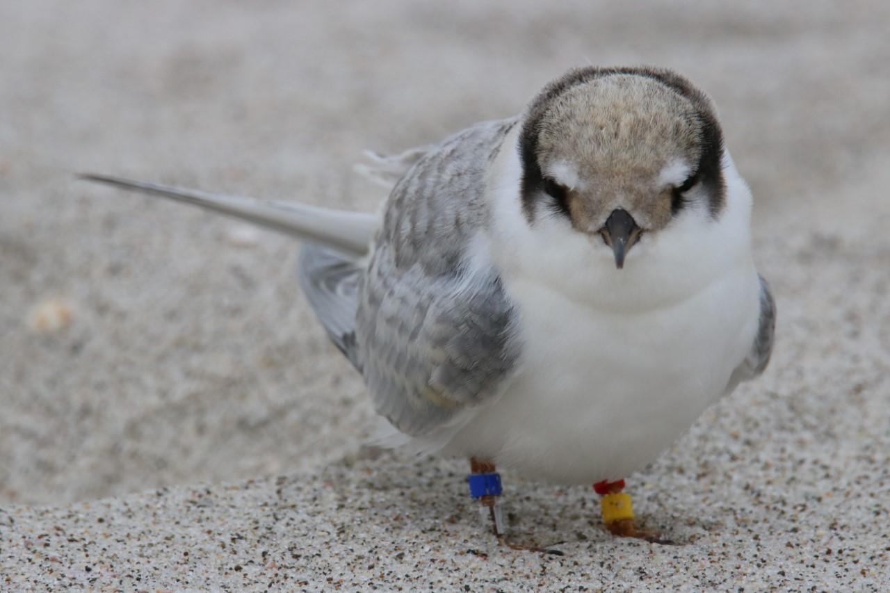 A NZ fairy tern (tara iti) chick at Te Arai, Mangawhai, earlier this year. Photo / Shelley Ogle