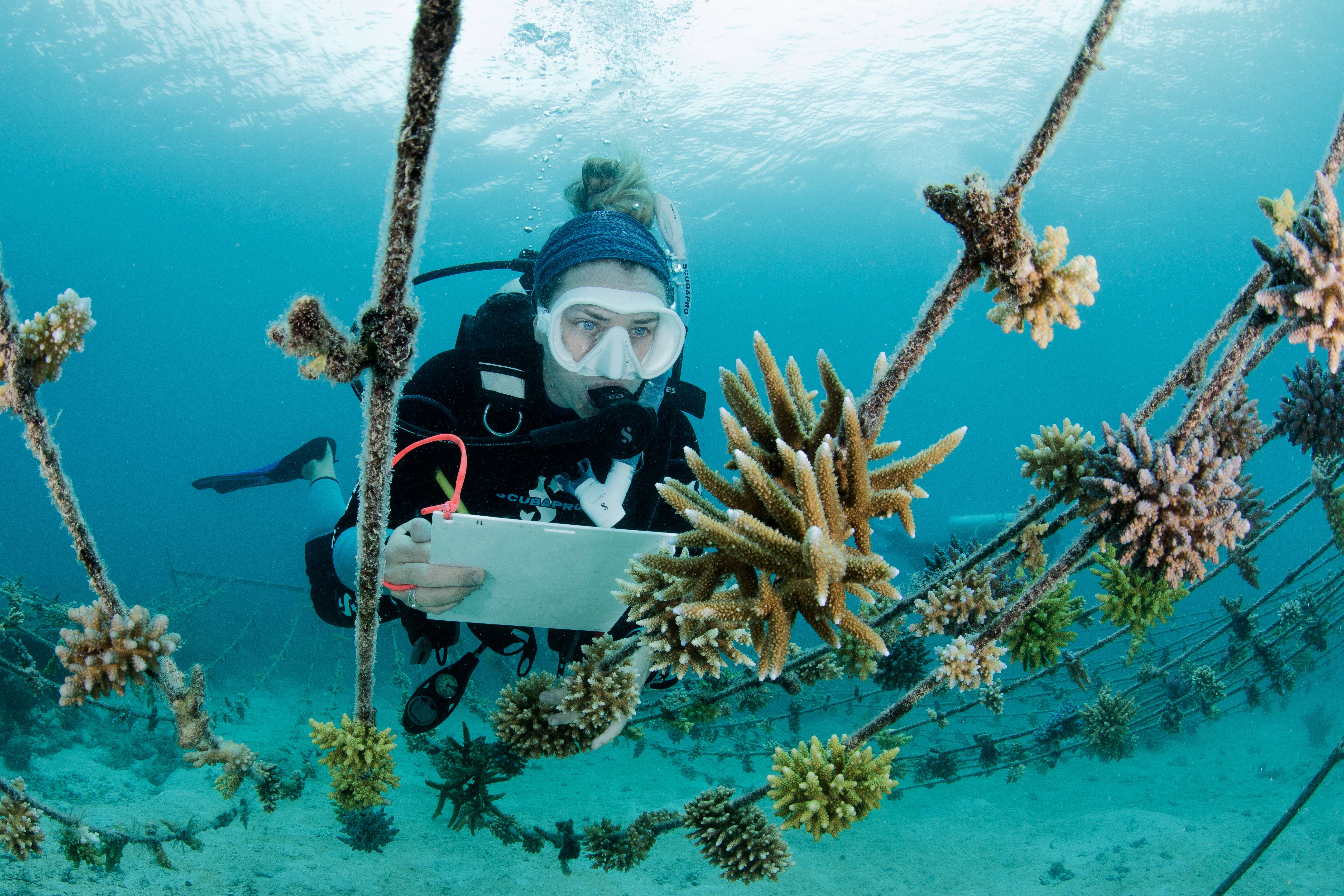 The marine team monitor coral nurseries as part of sustainability initiatives.