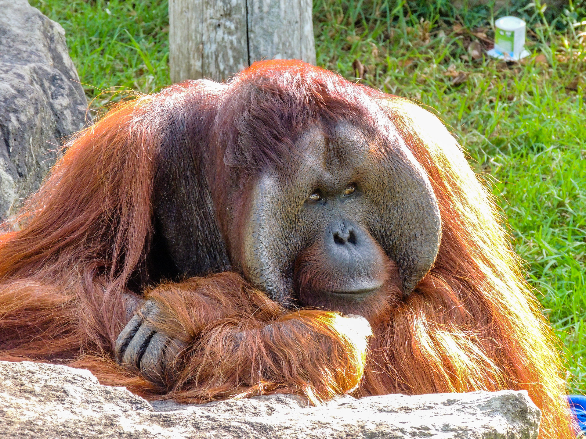 Visit Auckland Zoo's High Canopy primate habitat to admire the siamangs and orangutans. Photo / 123rf