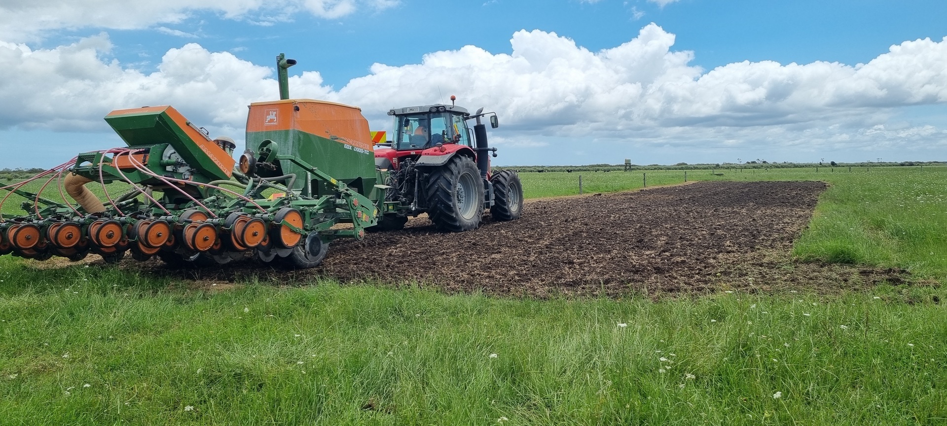 Peanut planting underway on a Northland trial site.